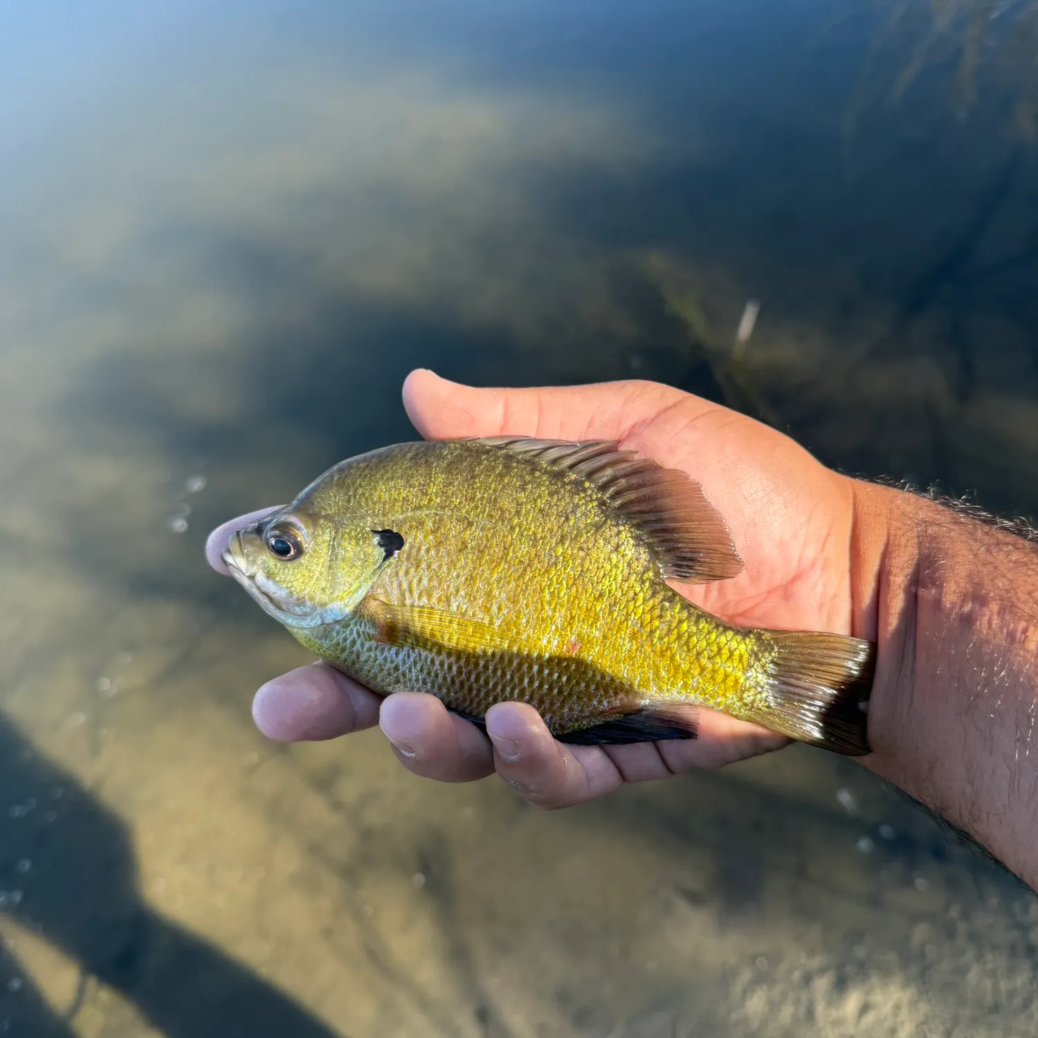 Bluegill caught on Fishbrain