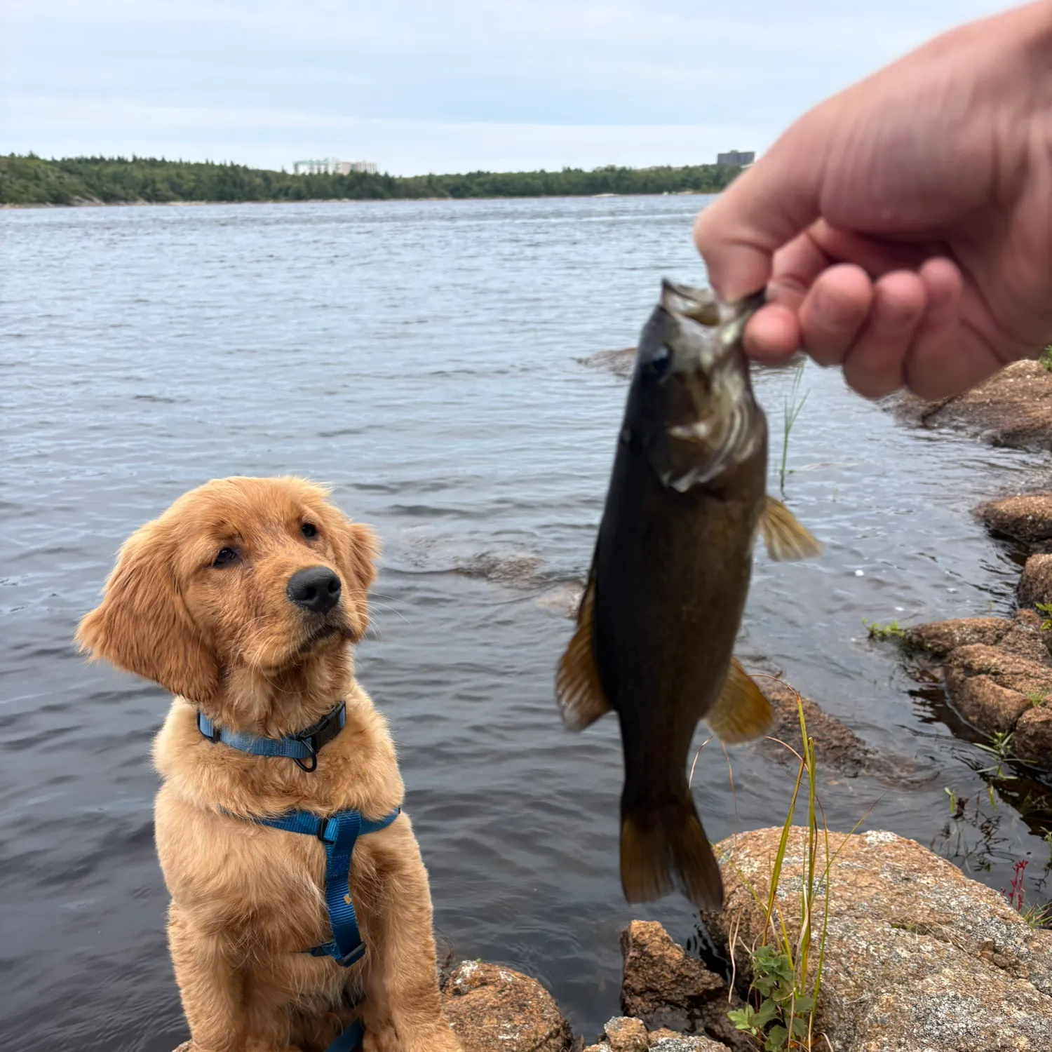 Smallmouth bass caught on Fishbrain