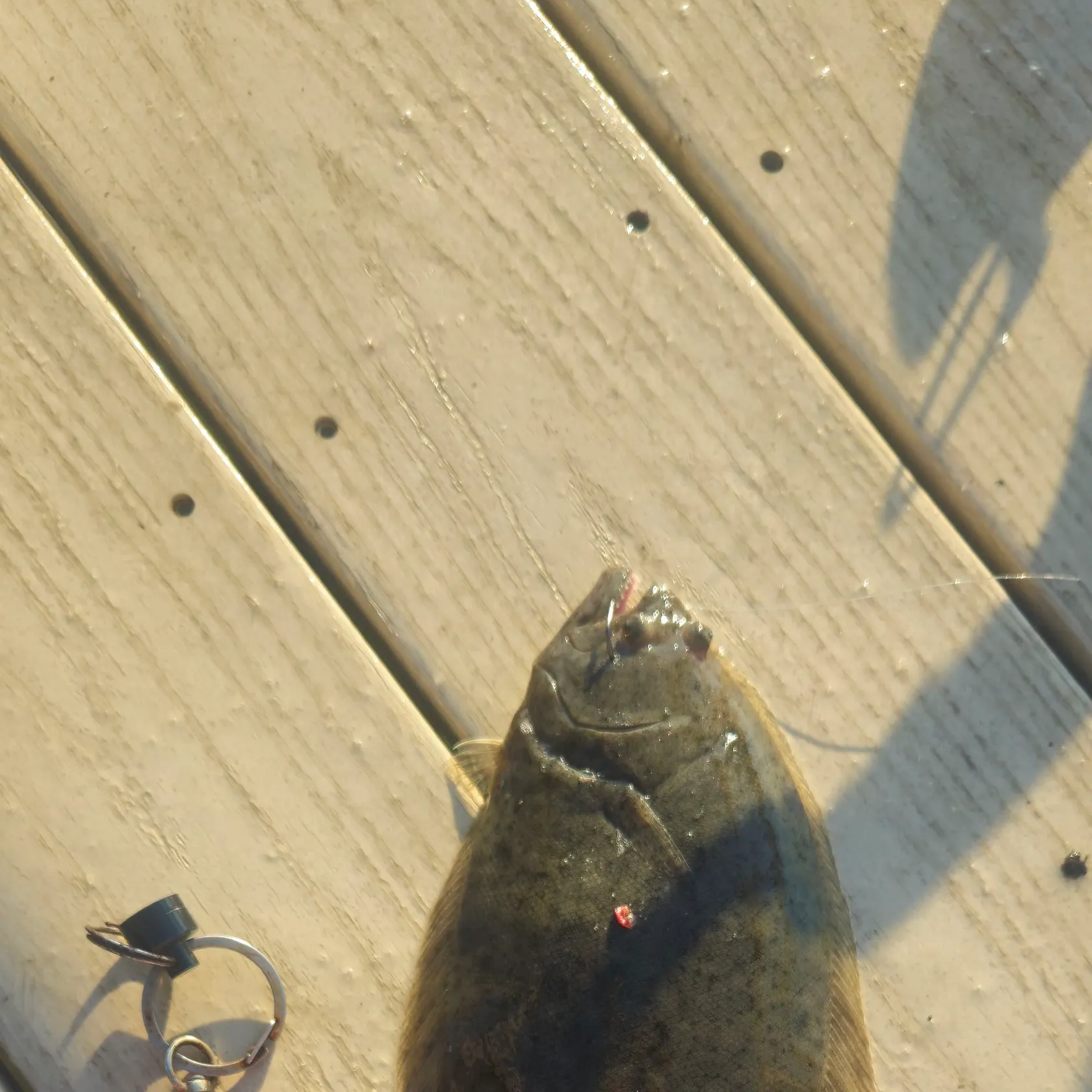 Summer flounder caught on Fishbrain