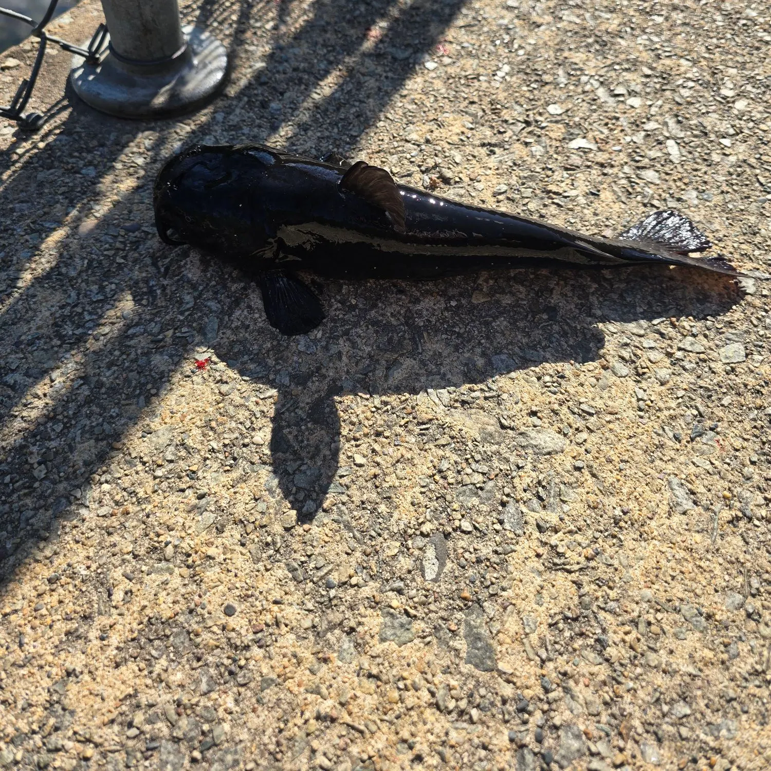 Black bullhead caught on Fishbrain