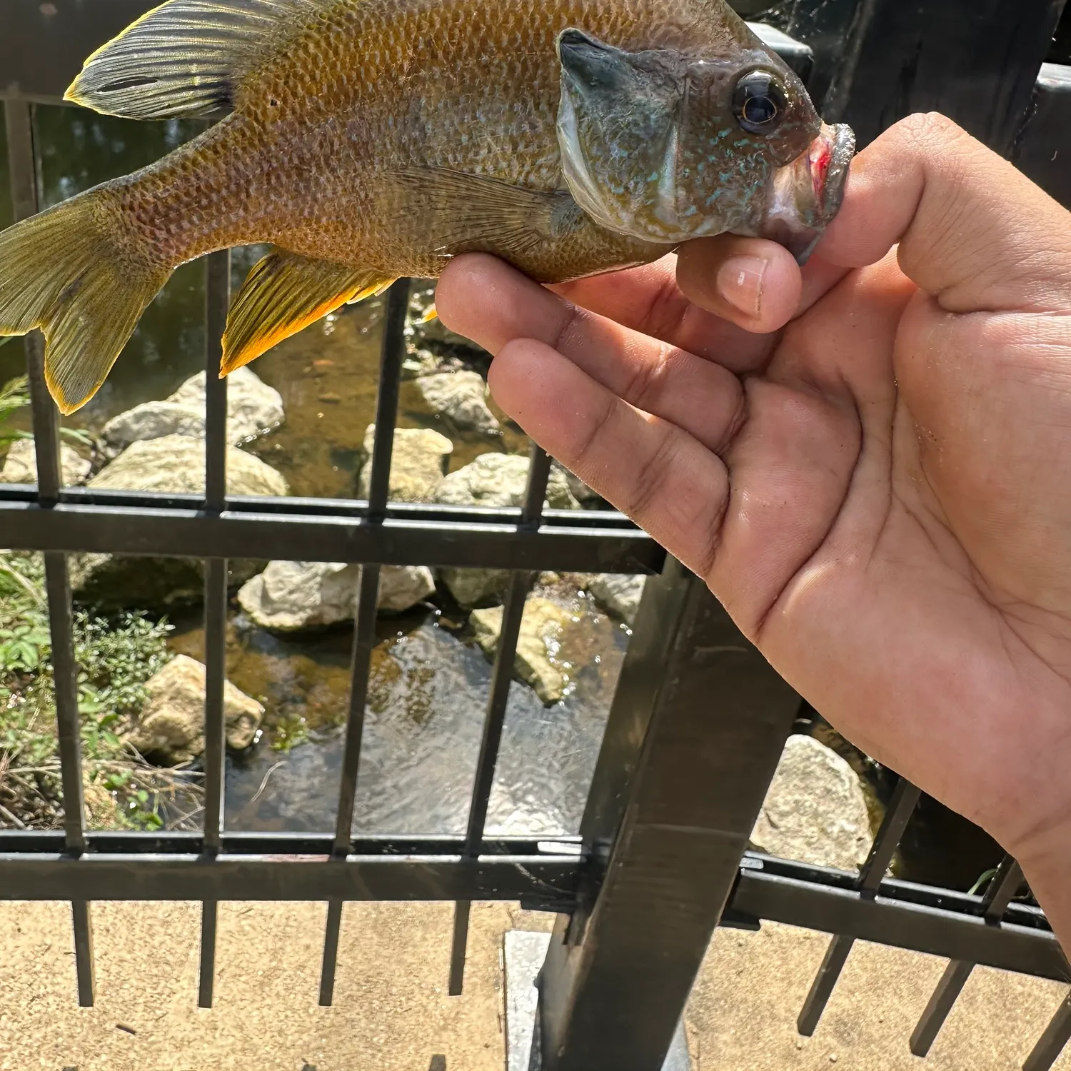 The most recent Longear x green sunfish catches on Fishbrain