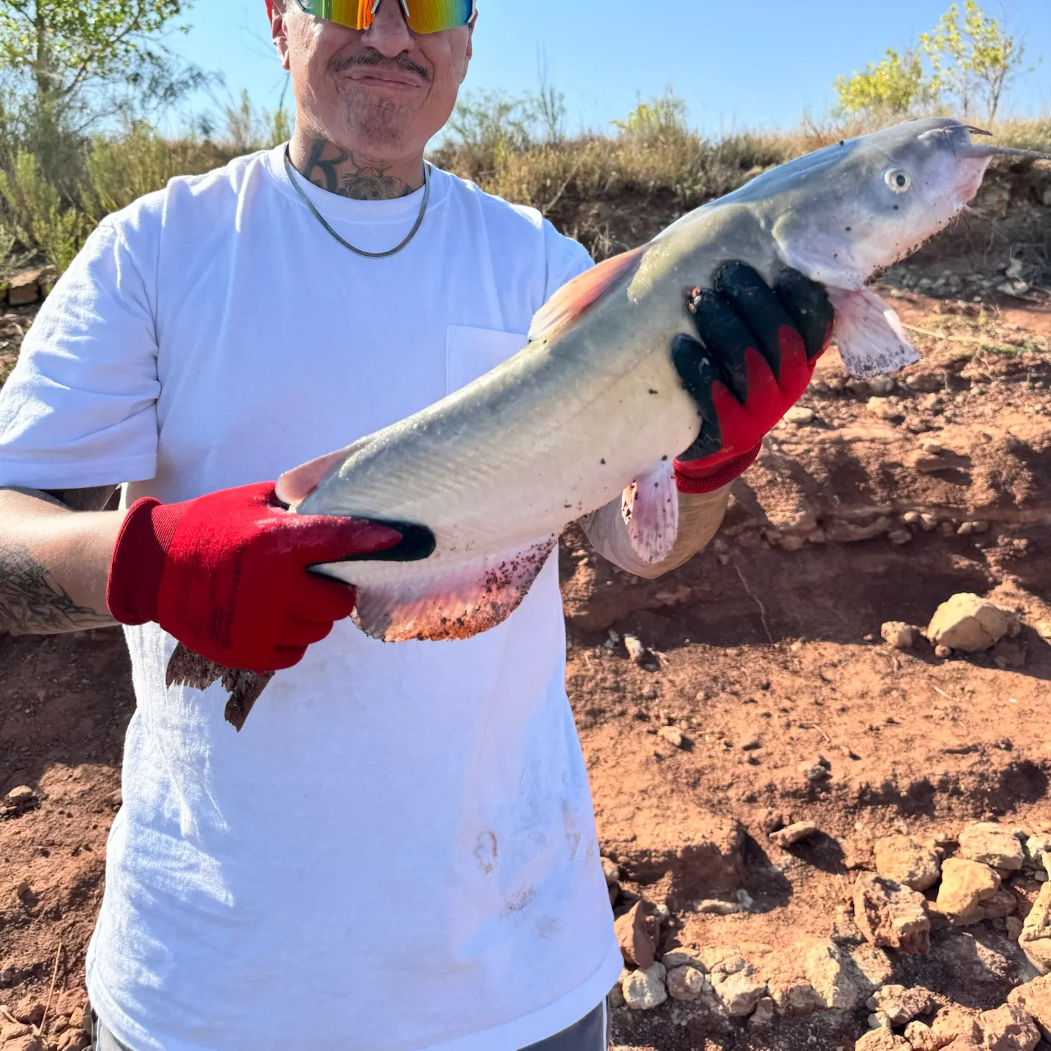 Blue catfish caught on Fishbrain
