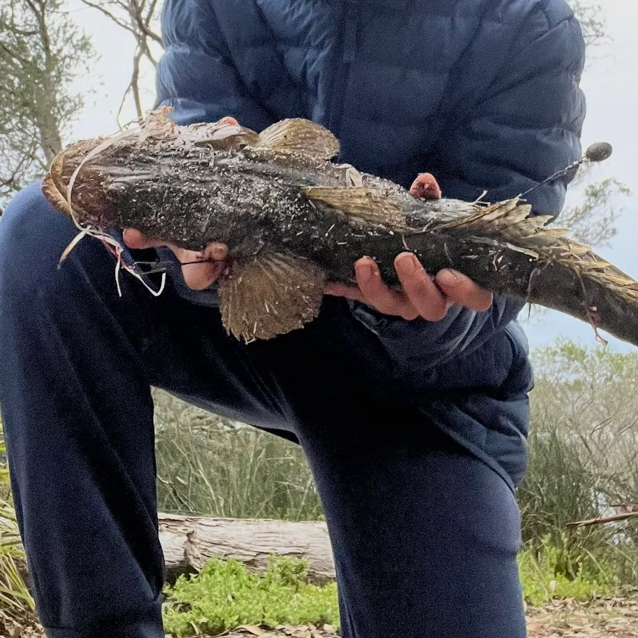Dusky flathead caught on Fishbrain
