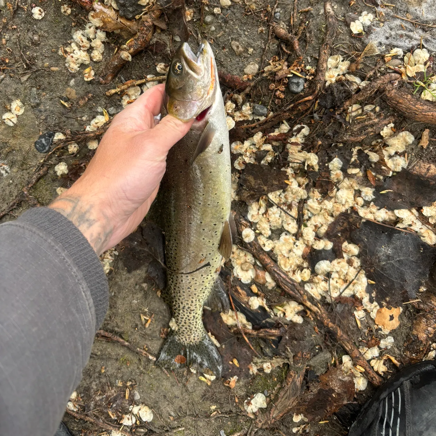 The most recent Cutthroat trout catches on Fishbrain