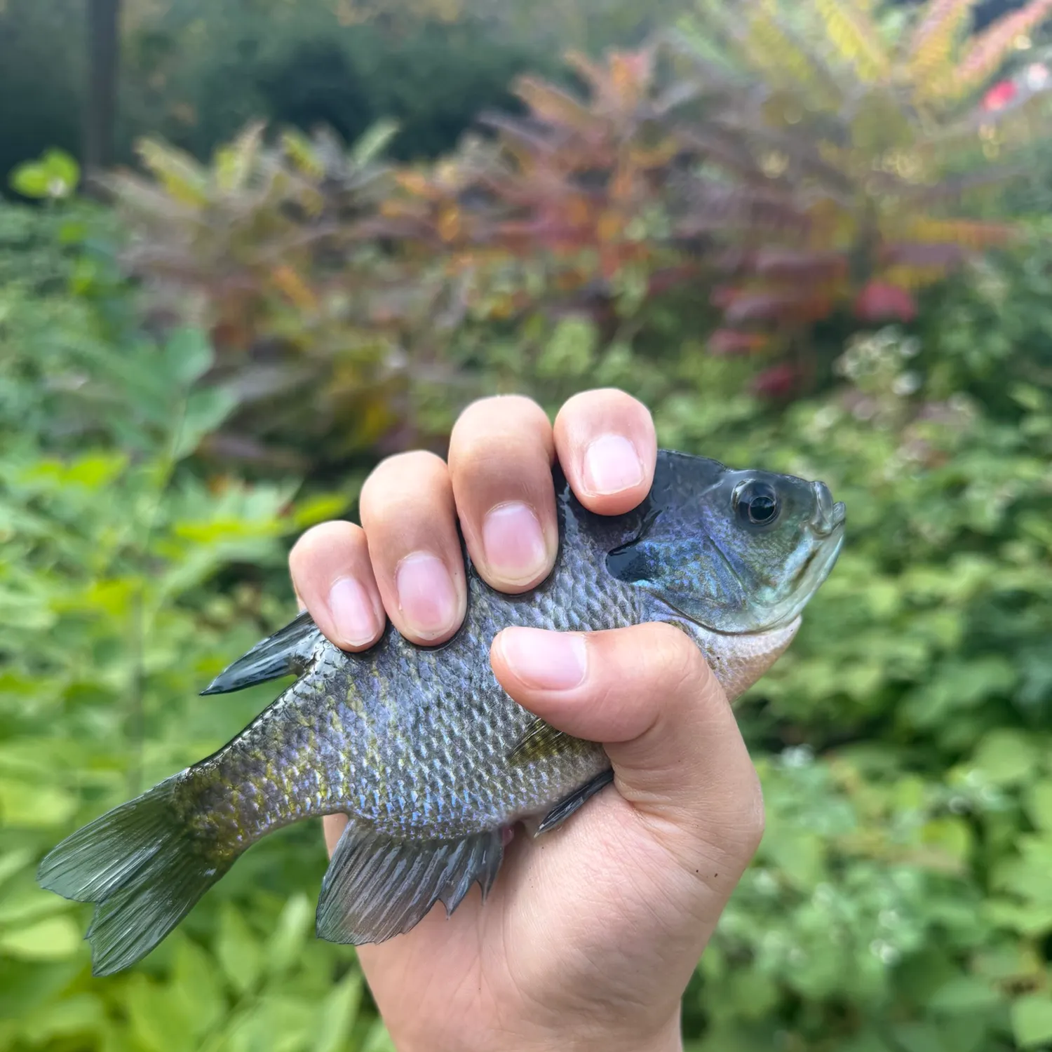 Bluegill caught on Fishbrain