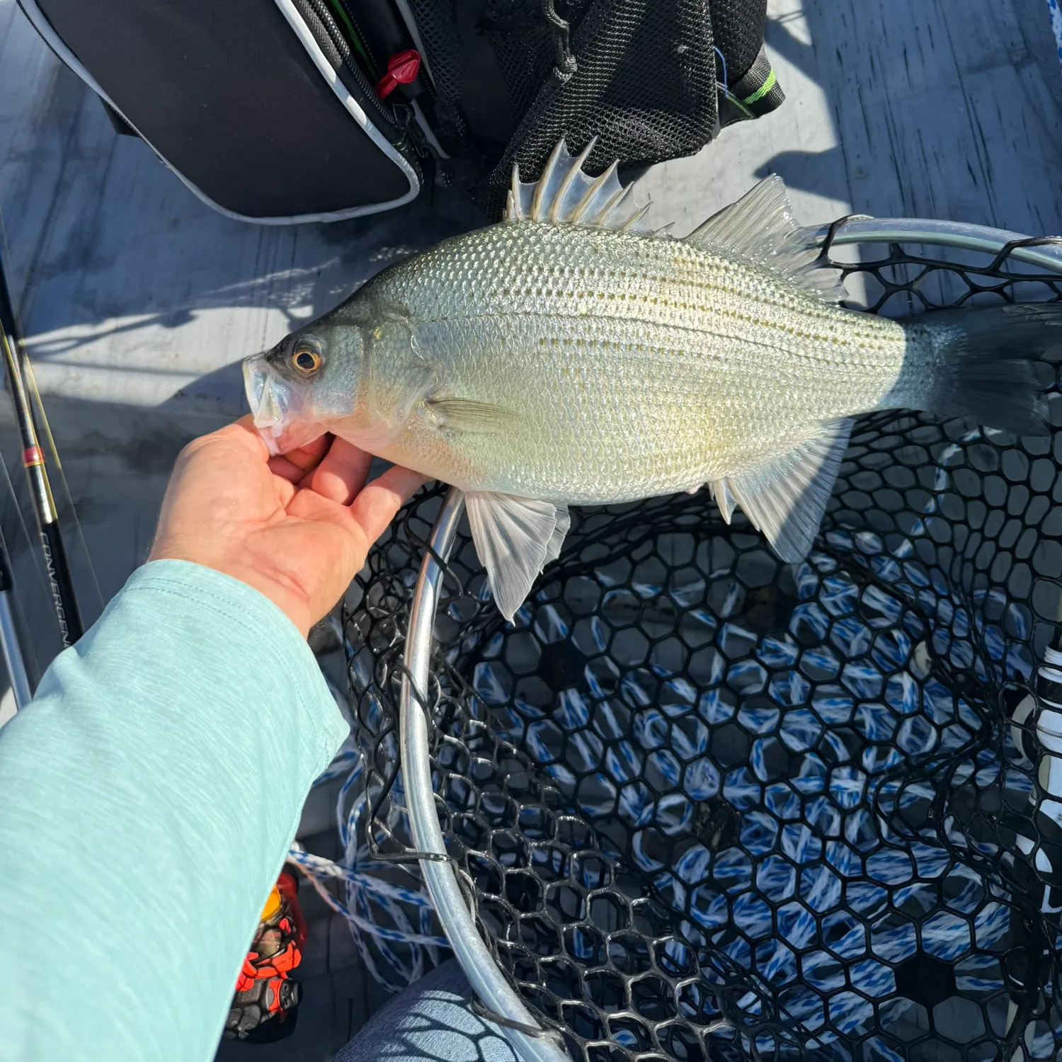 recently logged catches