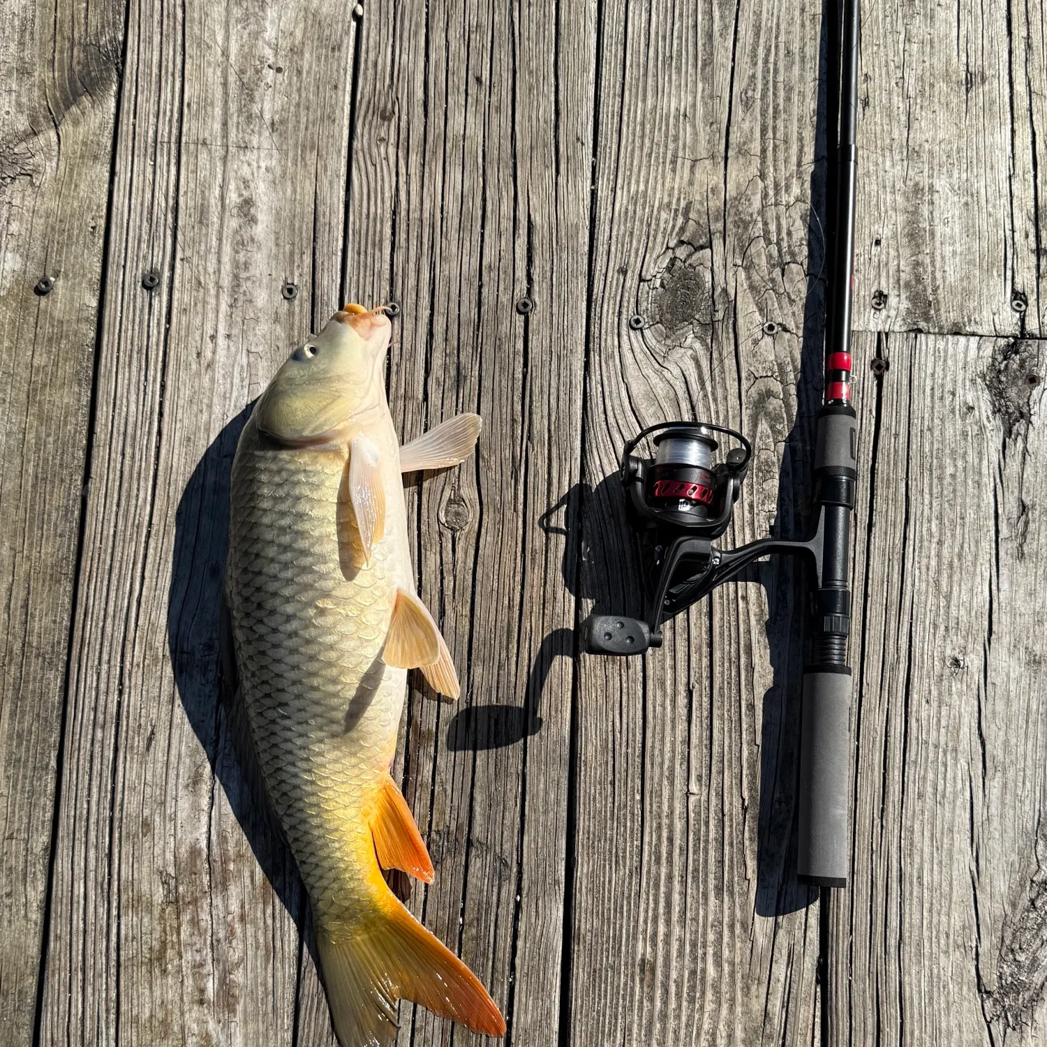 Common carp caught on Fishbrain