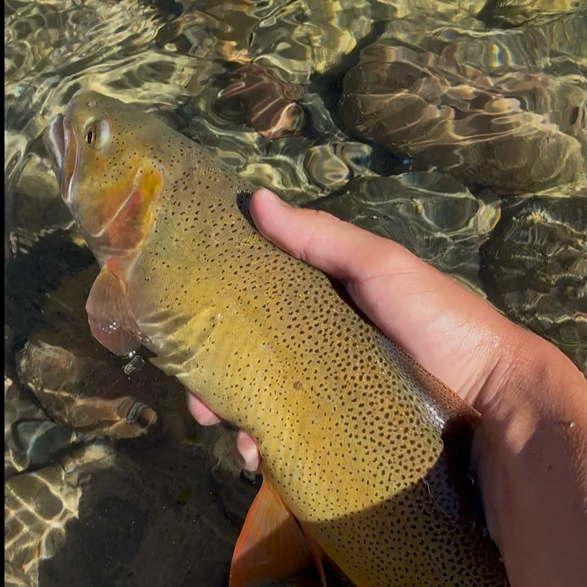 The most recent Snake River fine-spotted cutthroat trout catches on Fishbrain