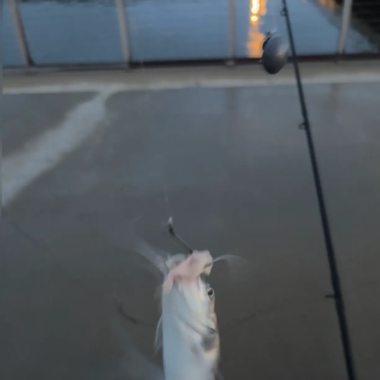 The most recent Giant sea catfish catches on Fishbrain