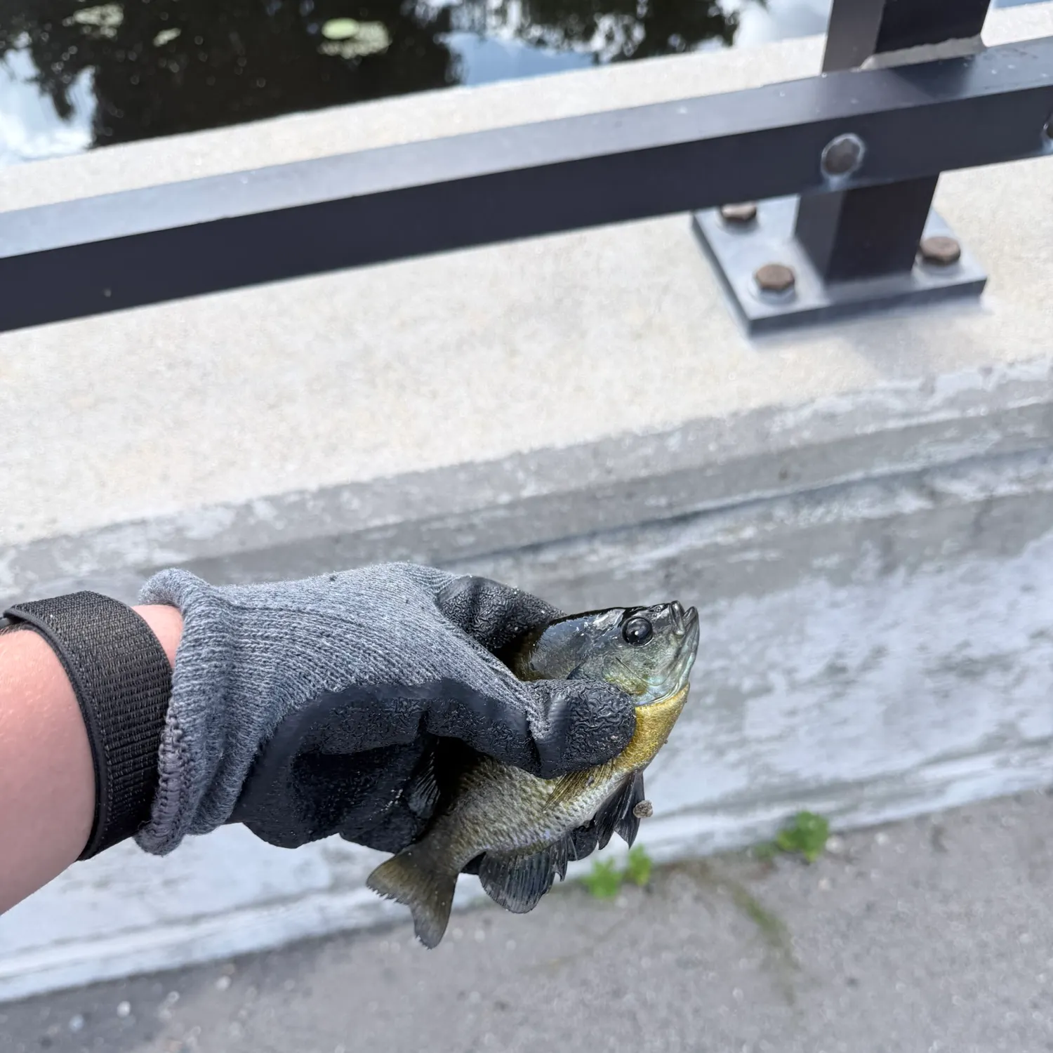 Bluegill caught on Fishbrain