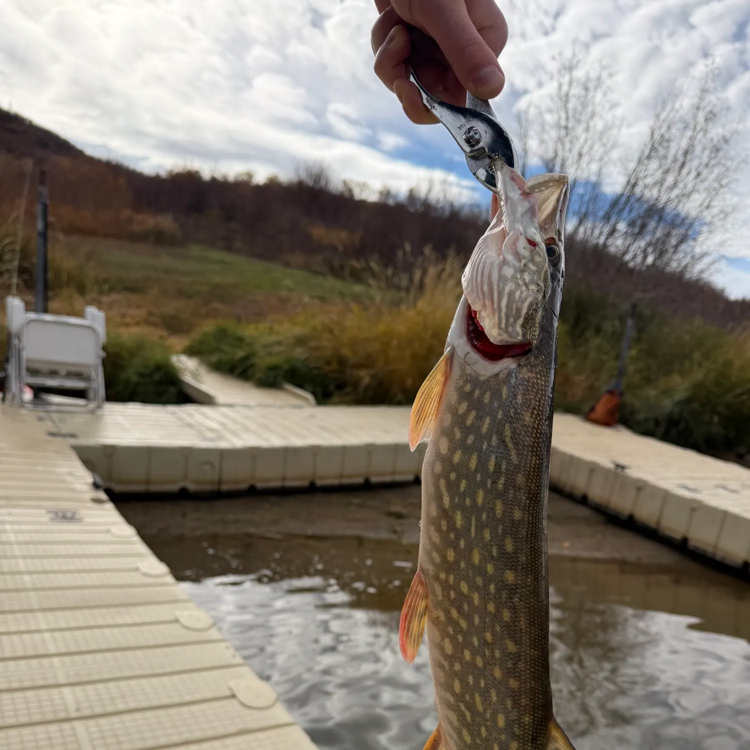 Northern pike caught on Fishbrain