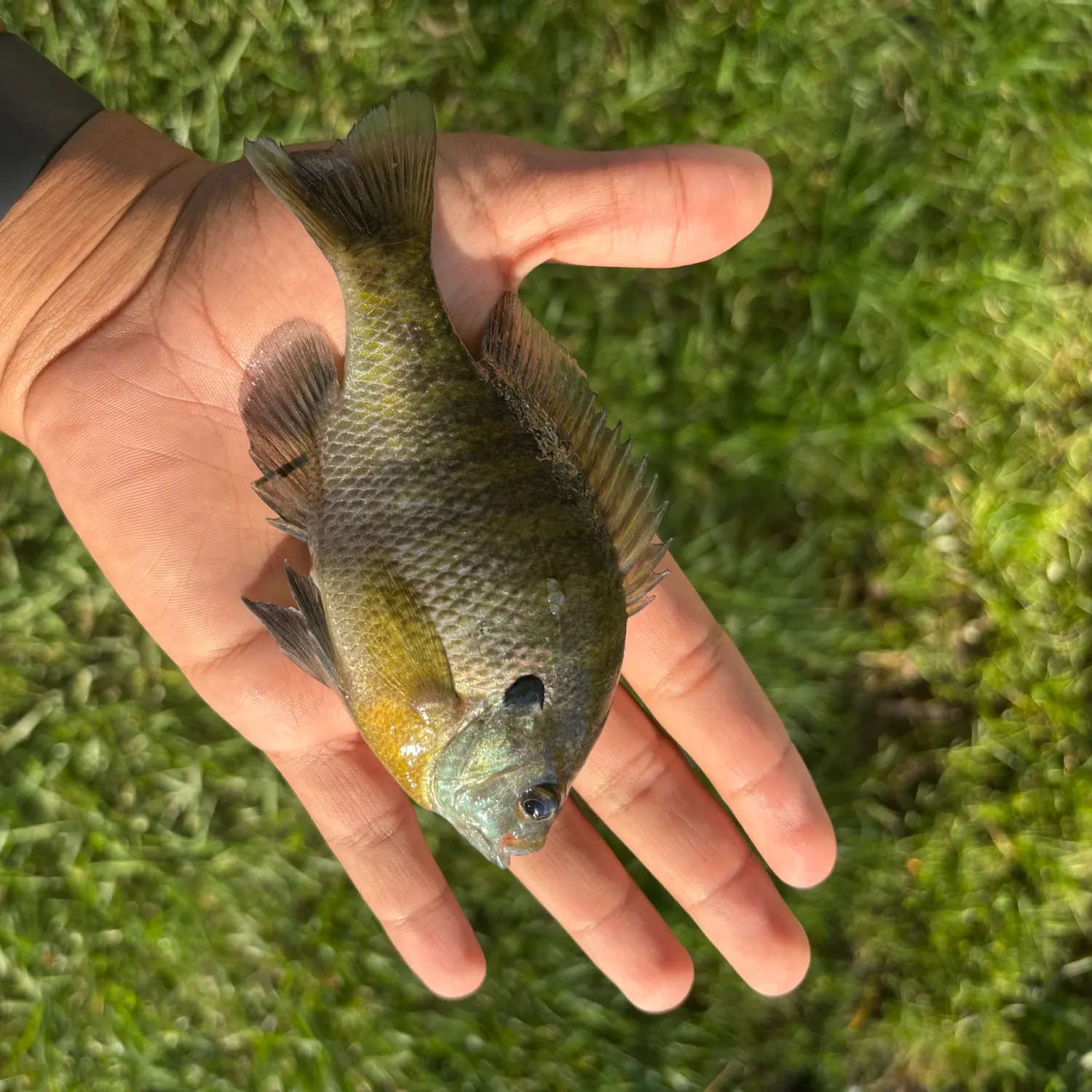 Bluegill caught on Fishbrain