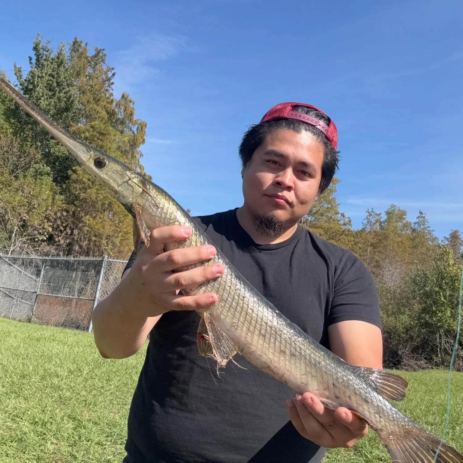 The most recent Longnose gar catches on Fishbrain