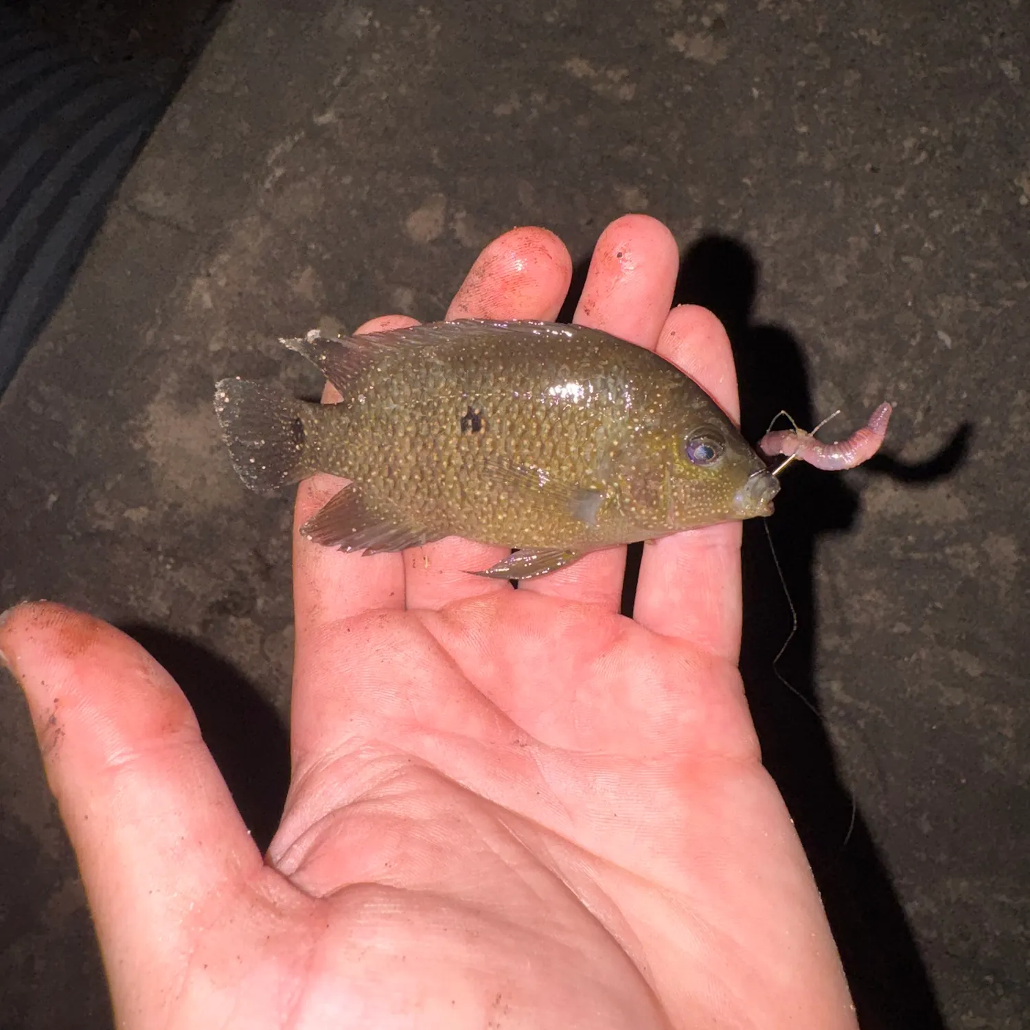 Rio Grande cichlid caught on Fishbrain