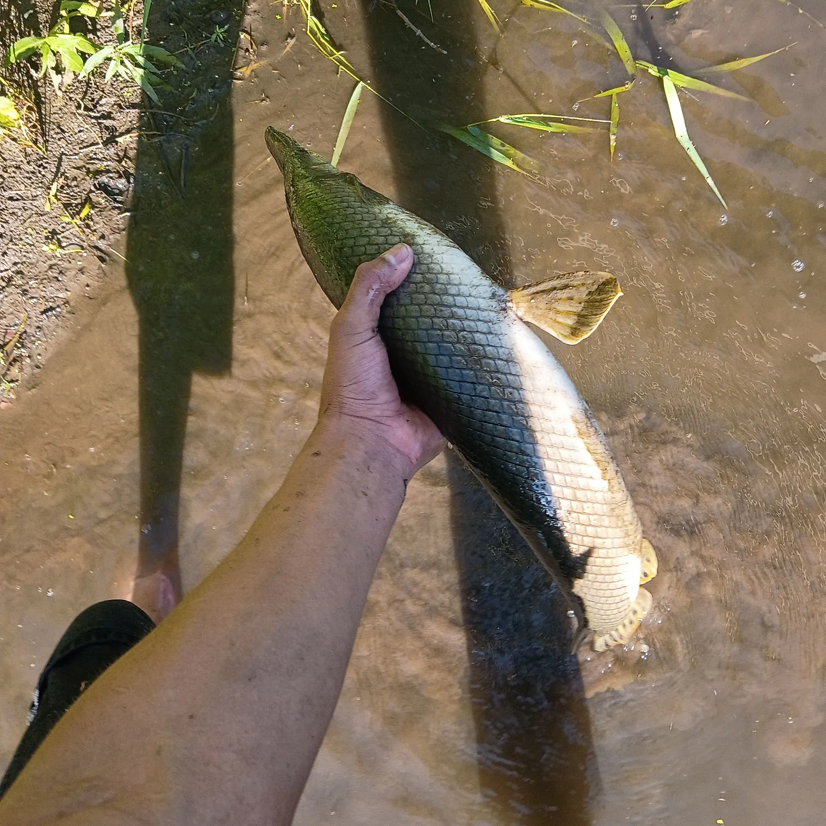 The most recent Longnose gar catches on Fishbrain
