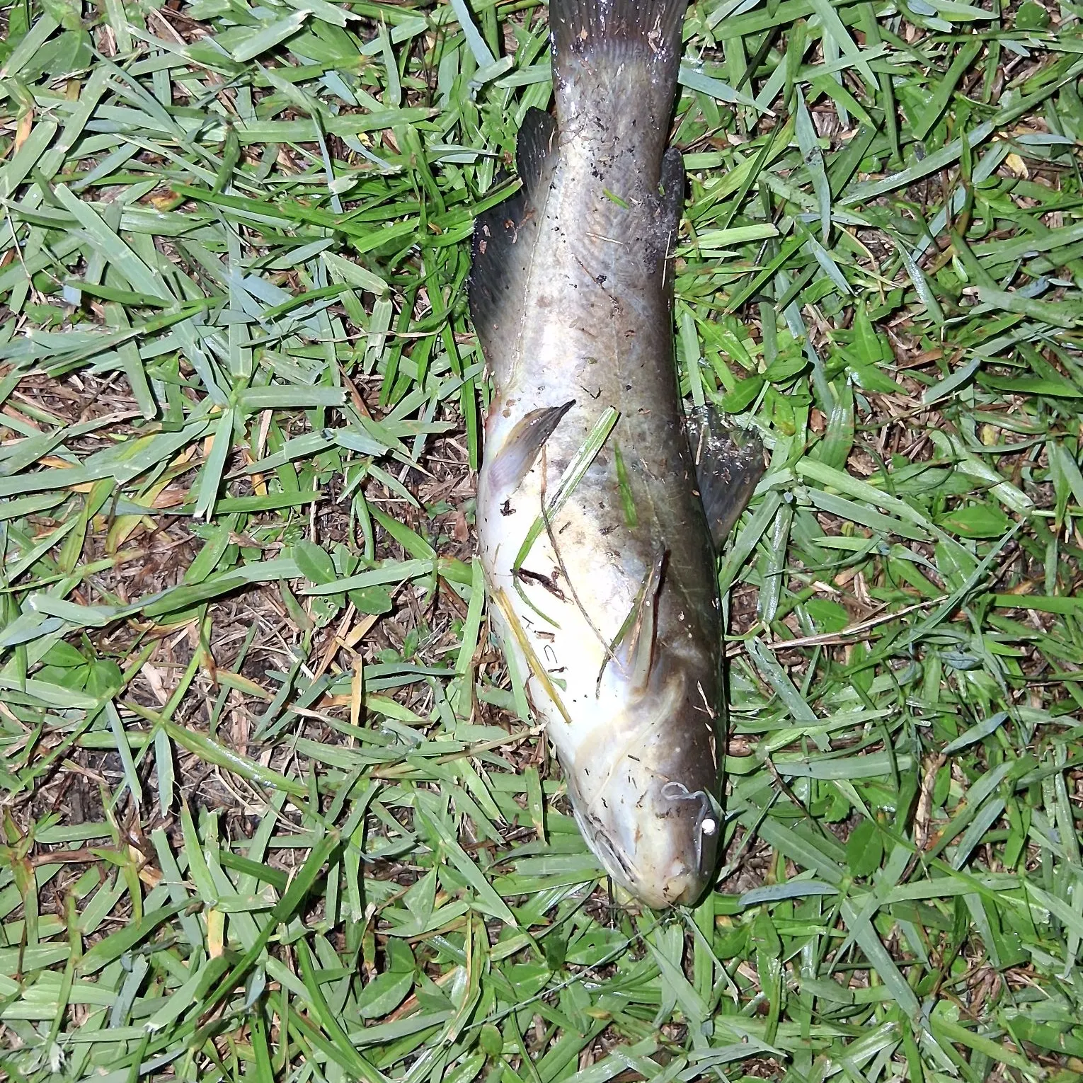 Fish caught on Fishbrain