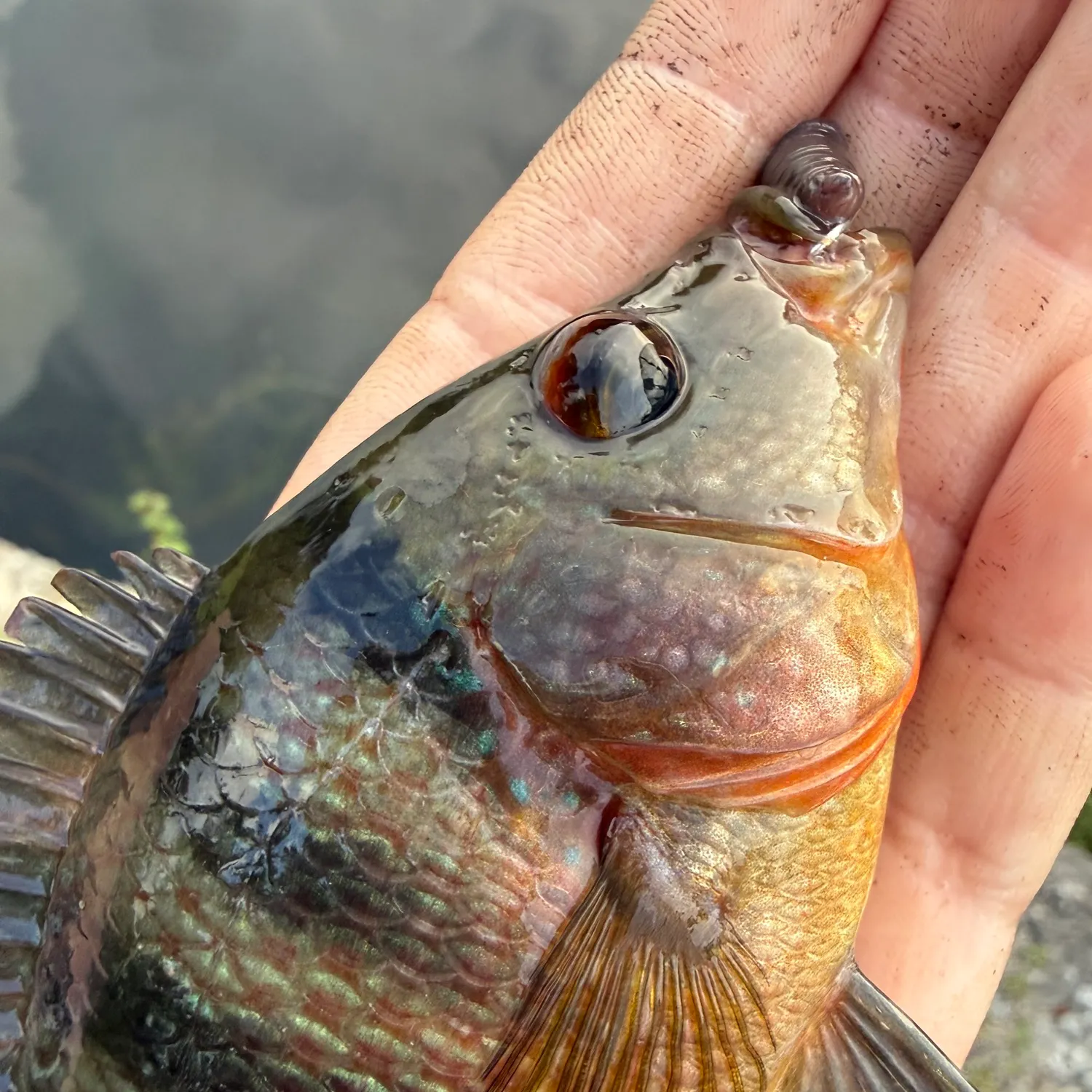 The most recent Rio Grande x mayan cichlid catches on Fishbrain