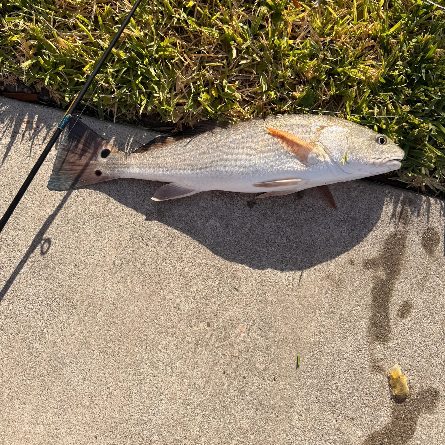 Red drum caught on Fishbrain