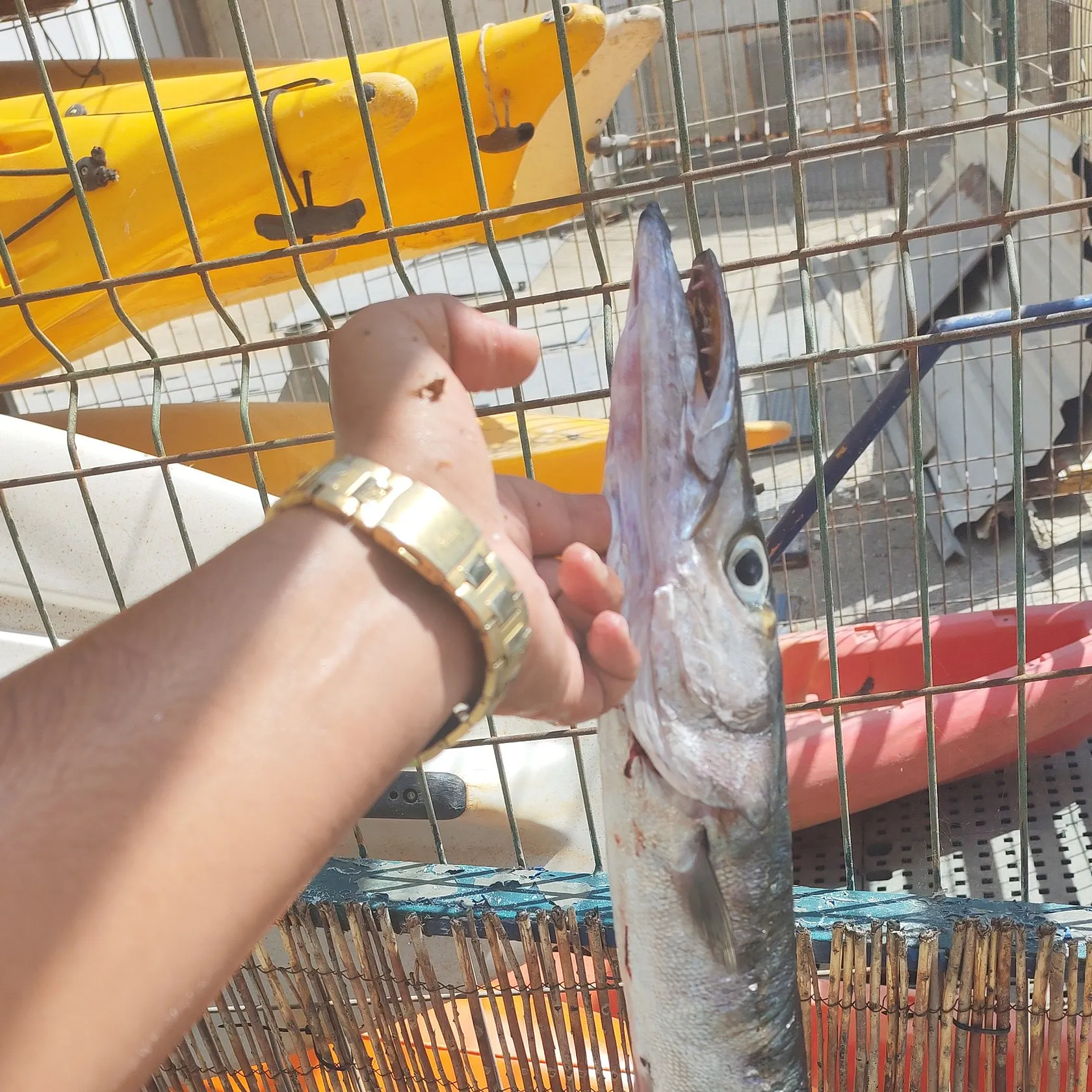 The most recent Great barracuda catches on Fishbrain