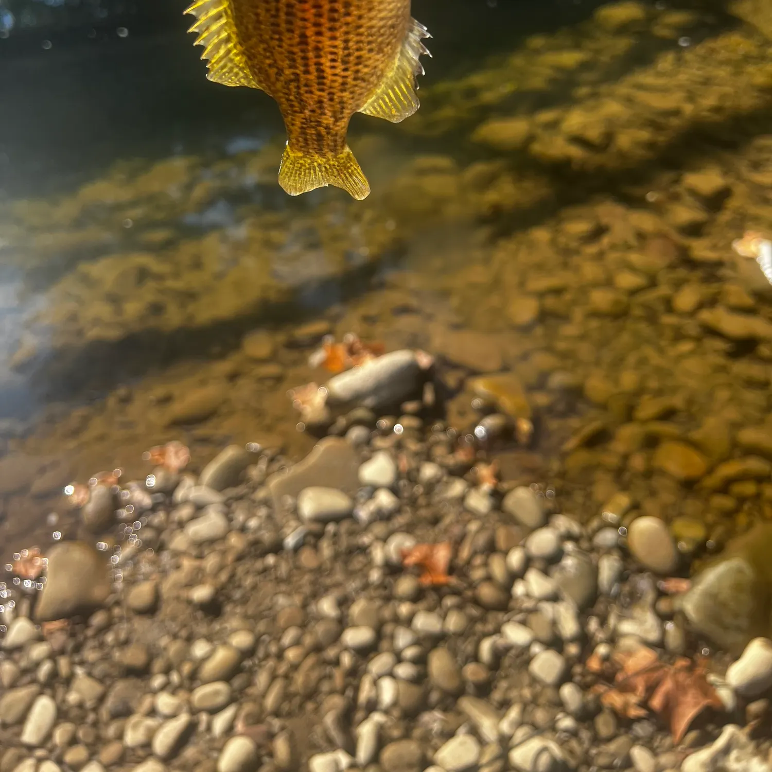 Rock bass caught on Fishbrain