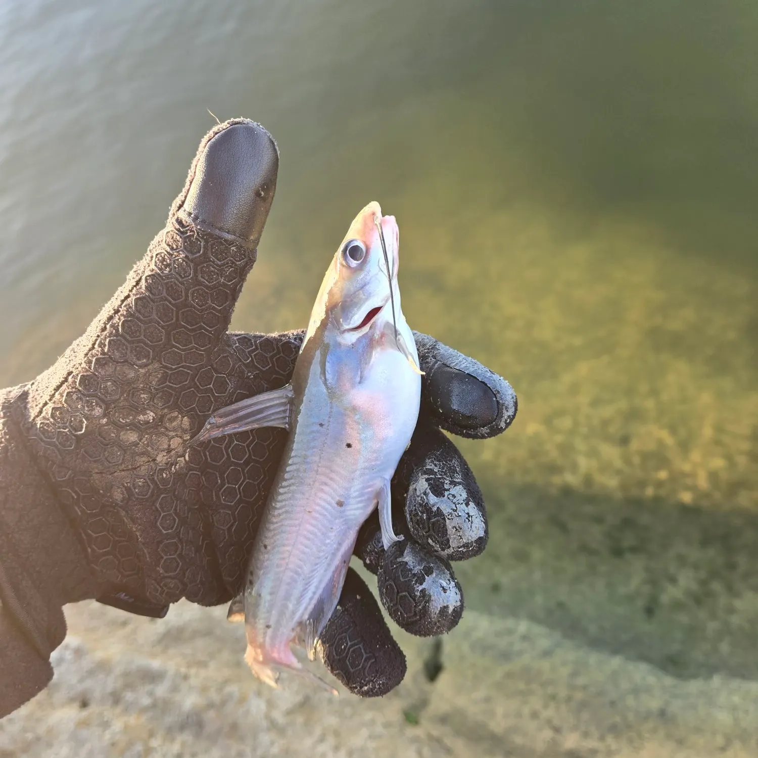Blue catfish caught on Fishbrain