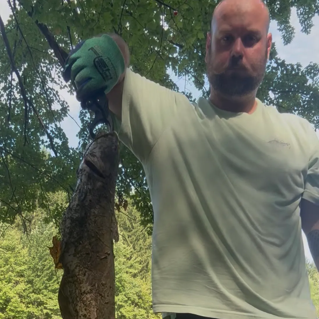 Channel catfish caught on Fishbrain