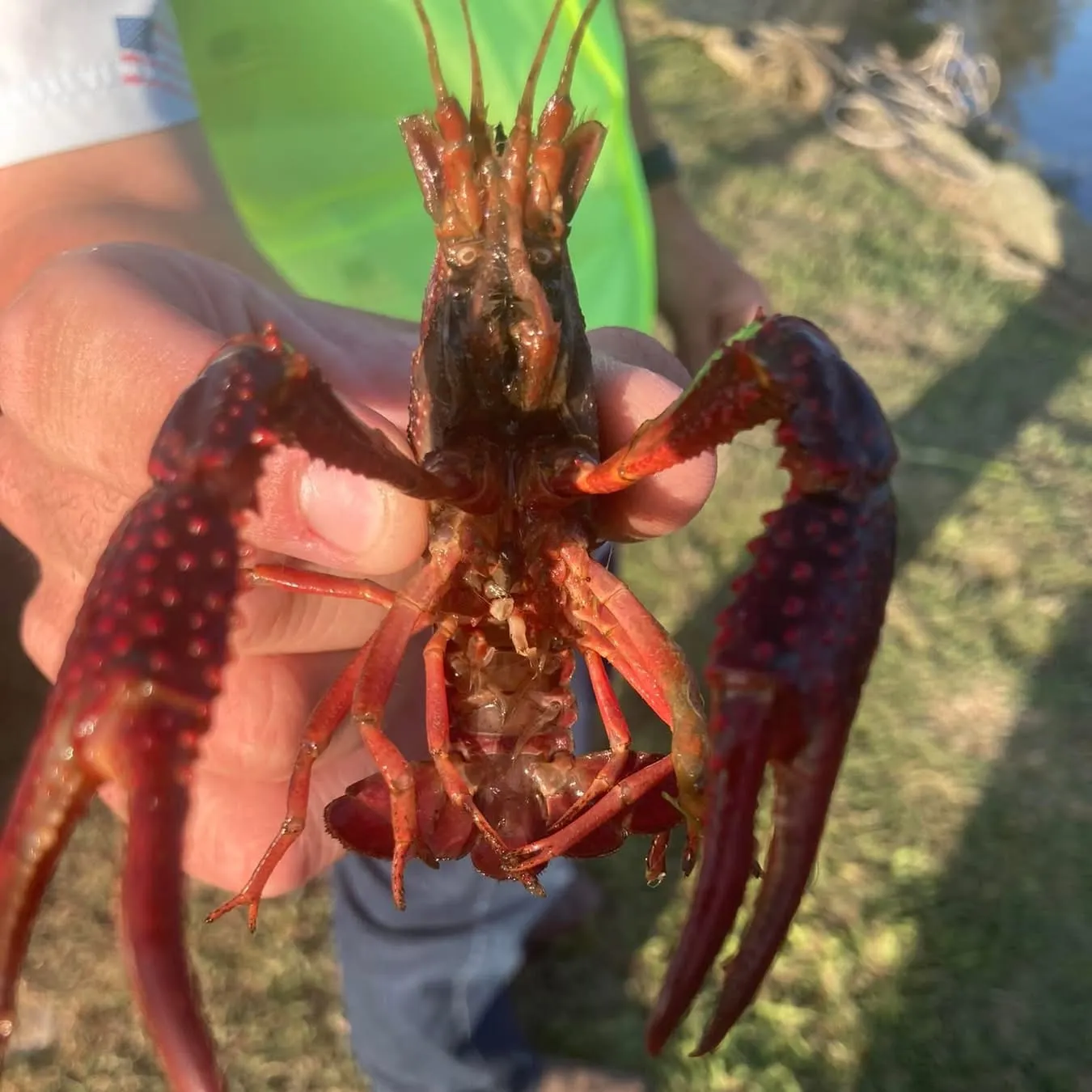The most recent Red swamp crayfish catches on Fishbrain