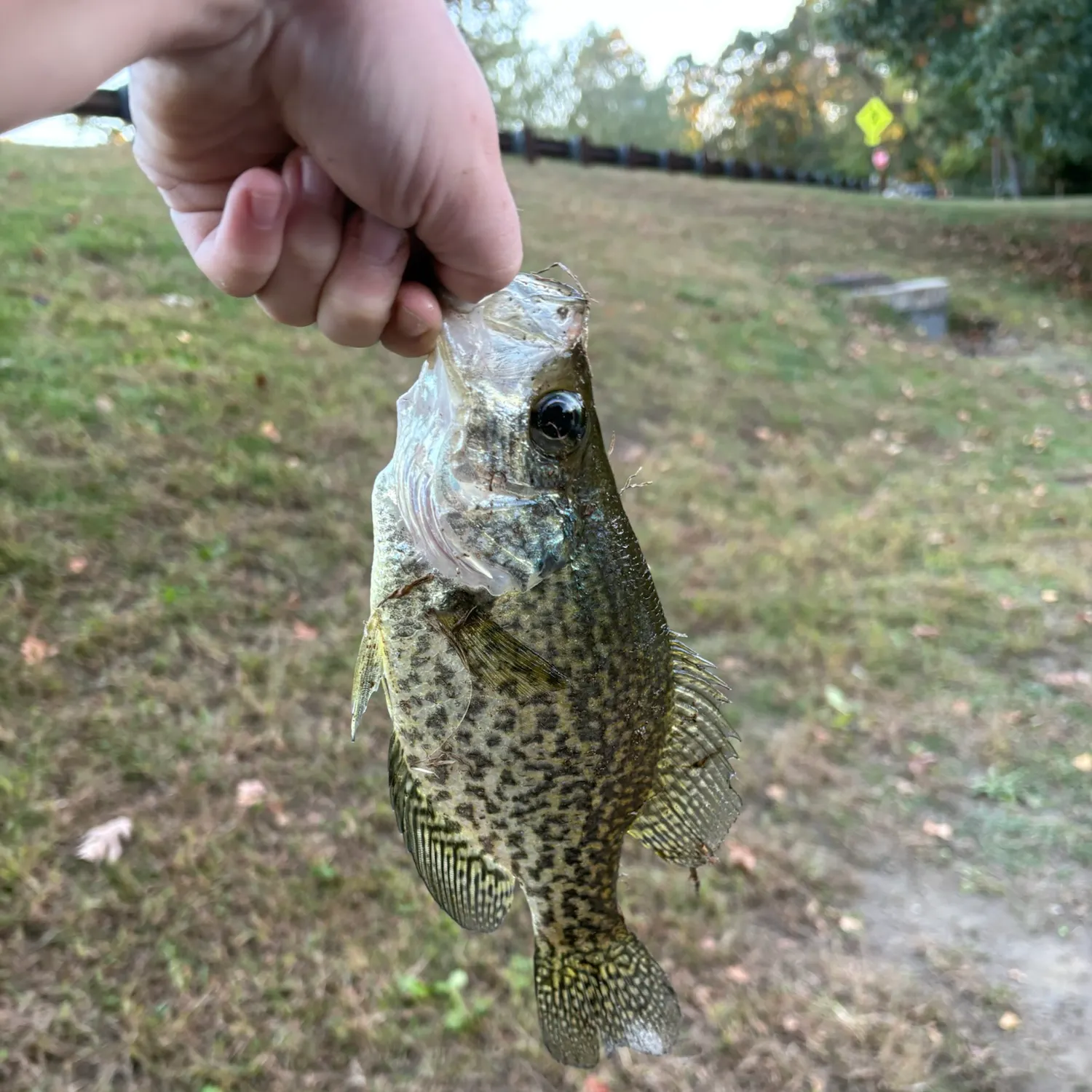 Black crappie caught on Fishbrain