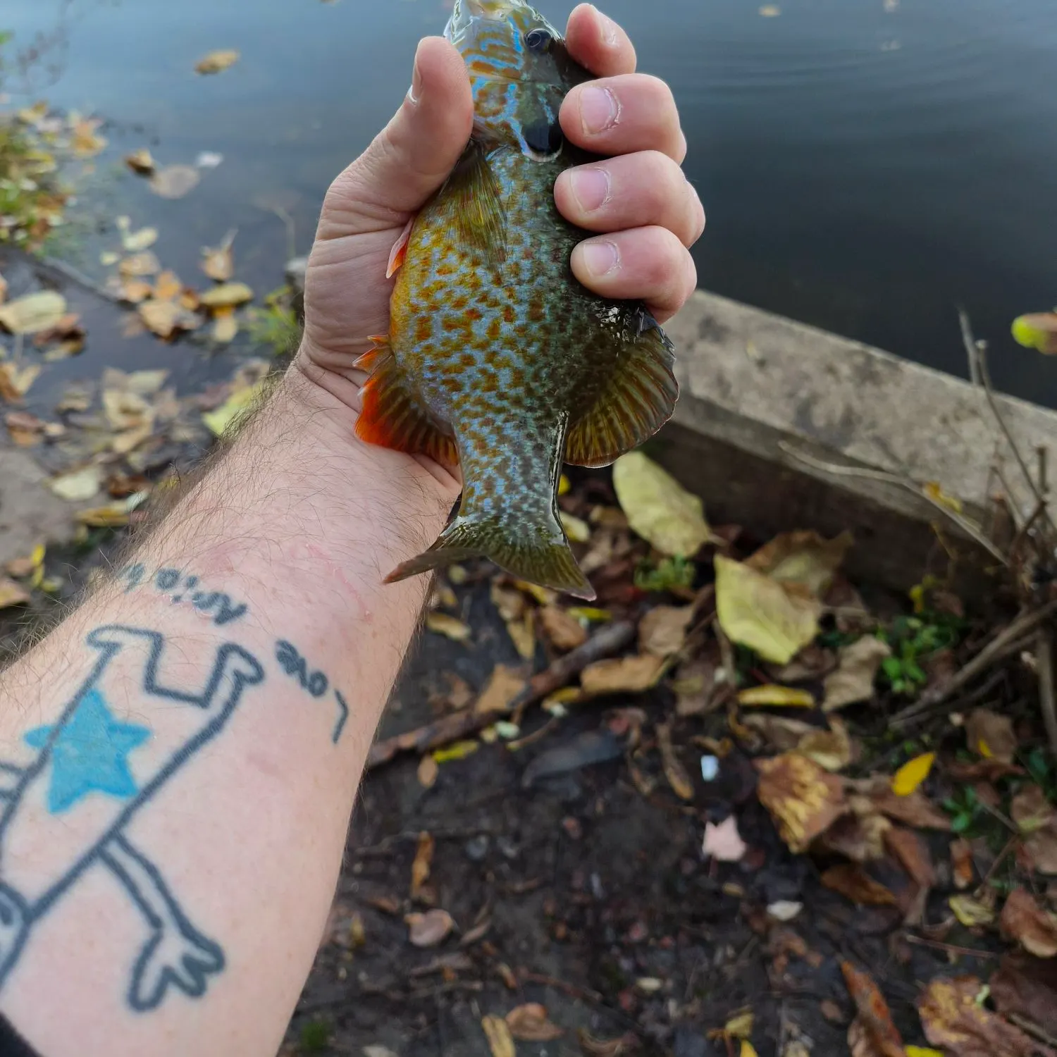Greengill hybrid caught on Fishbrain