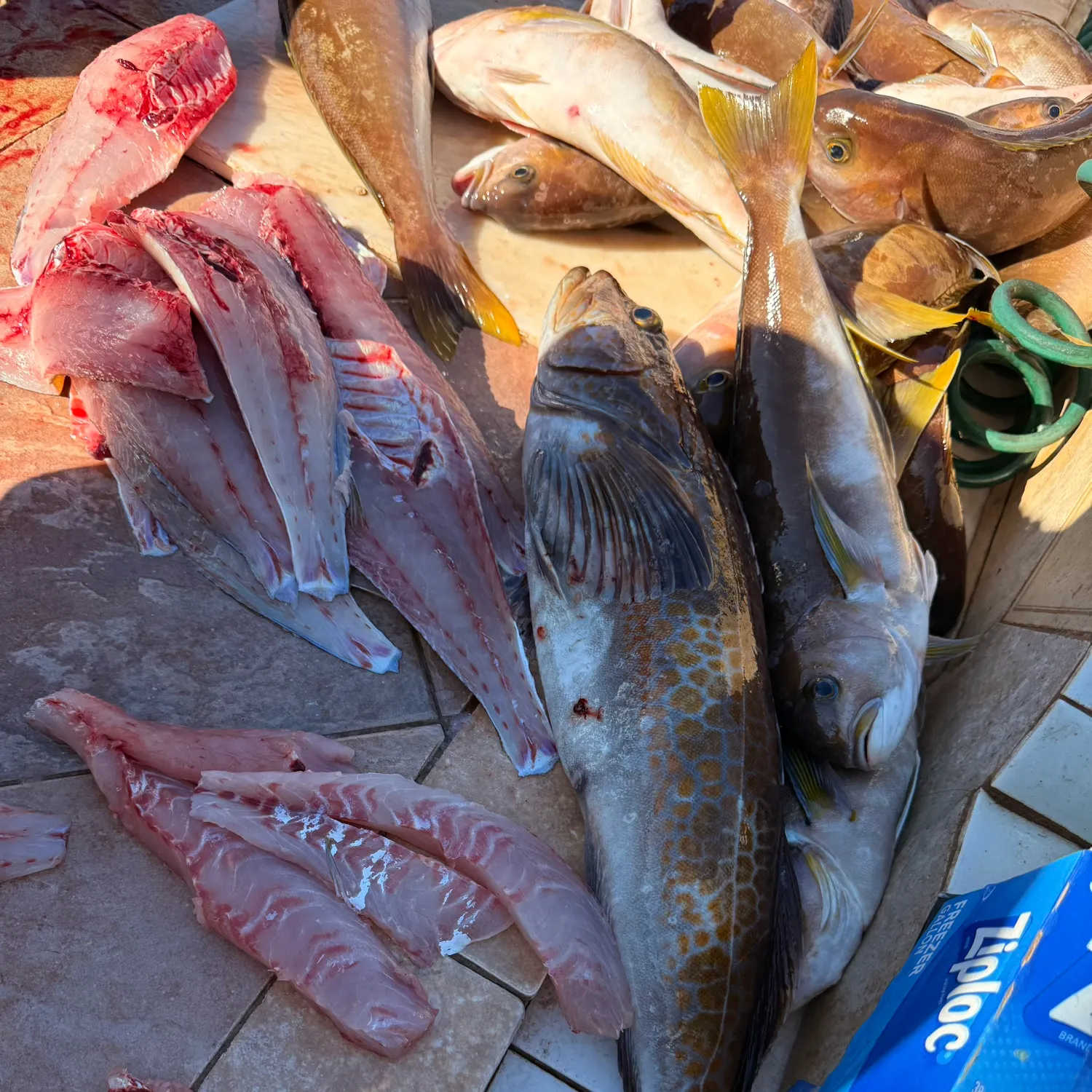 The most recent Ocean whitefish catches on Fishbrain