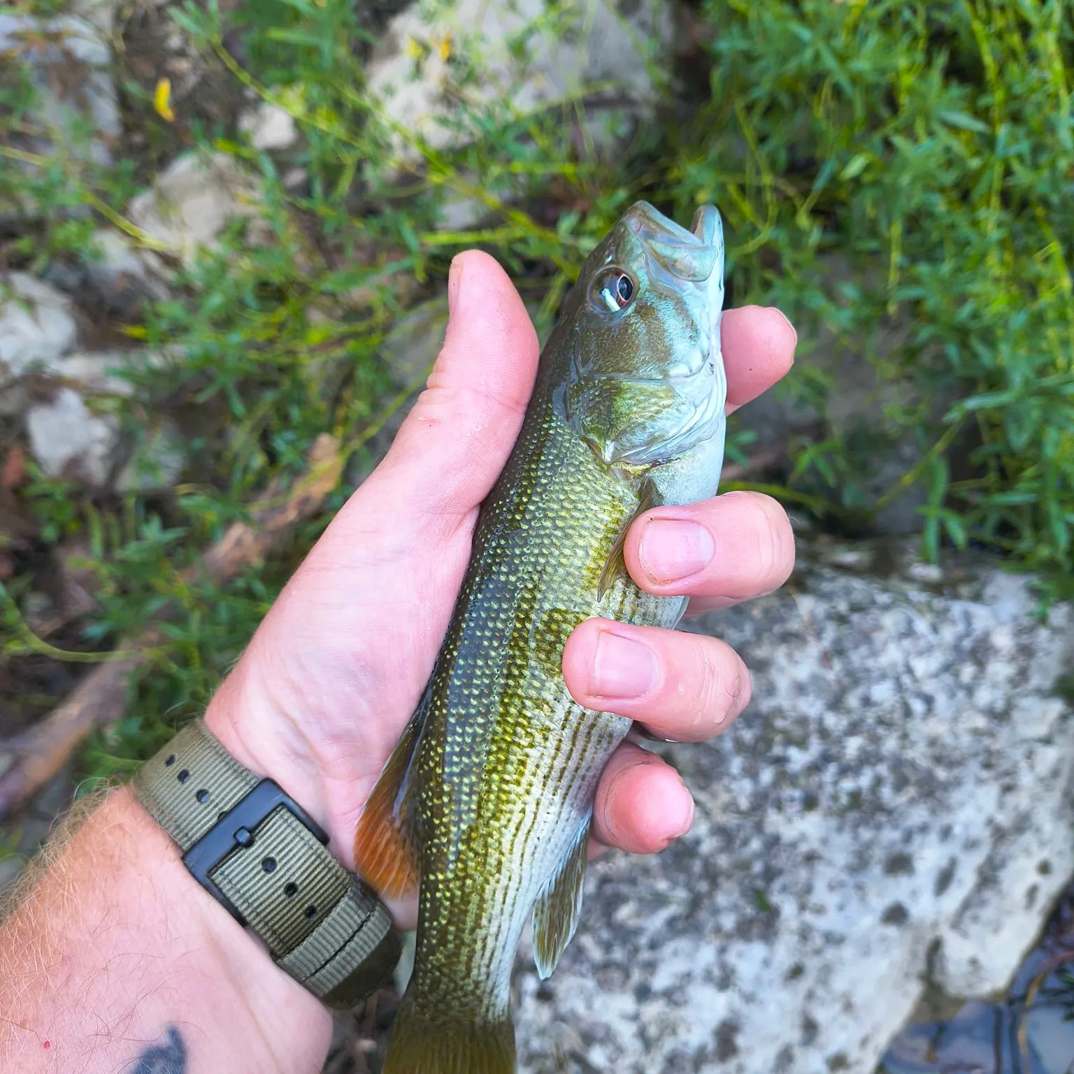 Redeye bass caught on Fishbrain