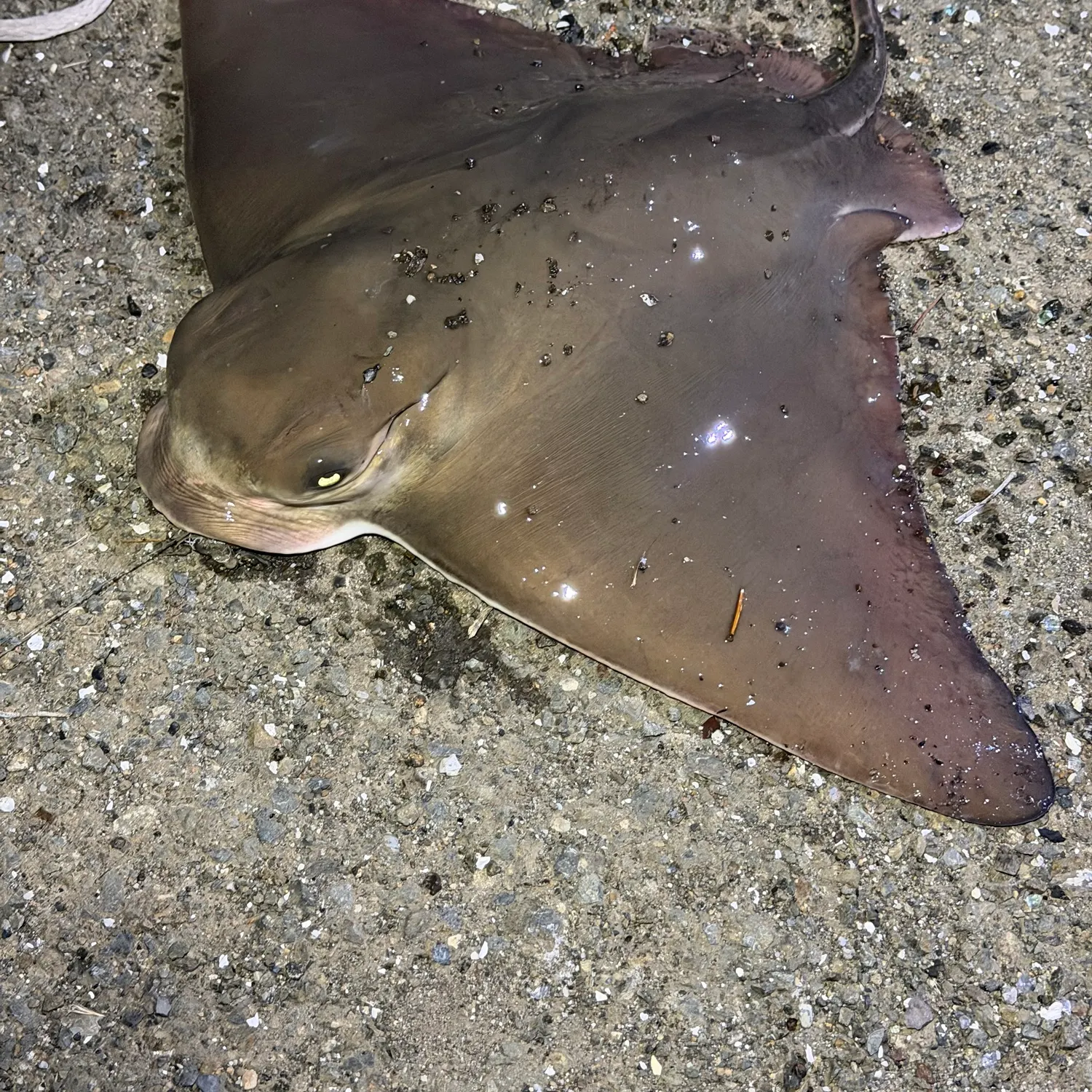 The most recent Bat eagle ray catches on Fishbrain
