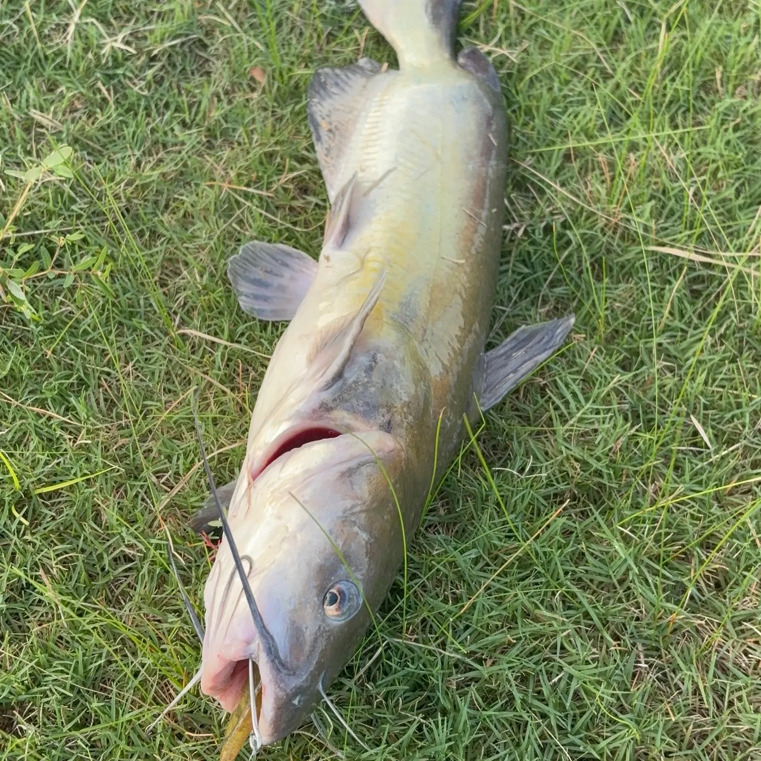 Channel catfish caught on Fishbrain