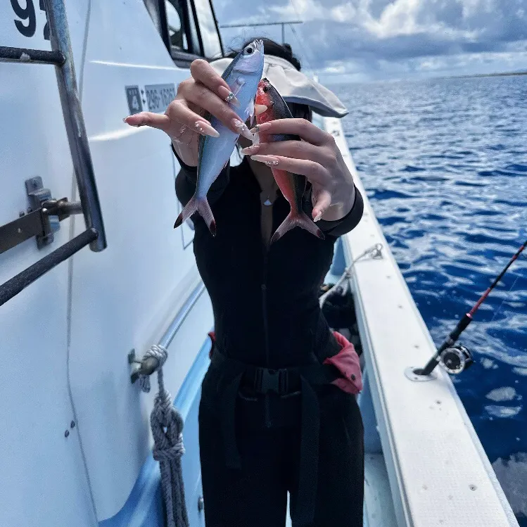 The most recent Leerfish catches on Fishbrain