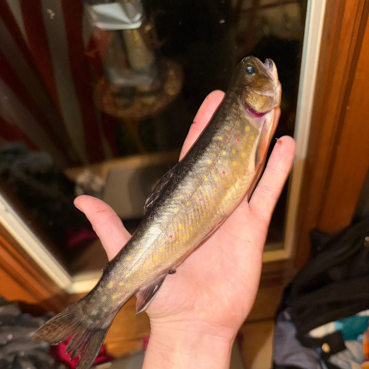 Brook trout caught on Fishbrain