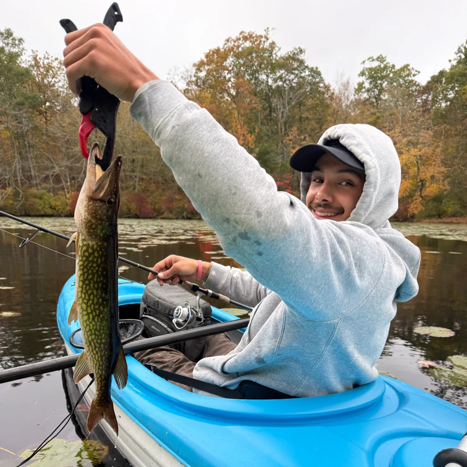 Chain pickerel caught on Fishbrain