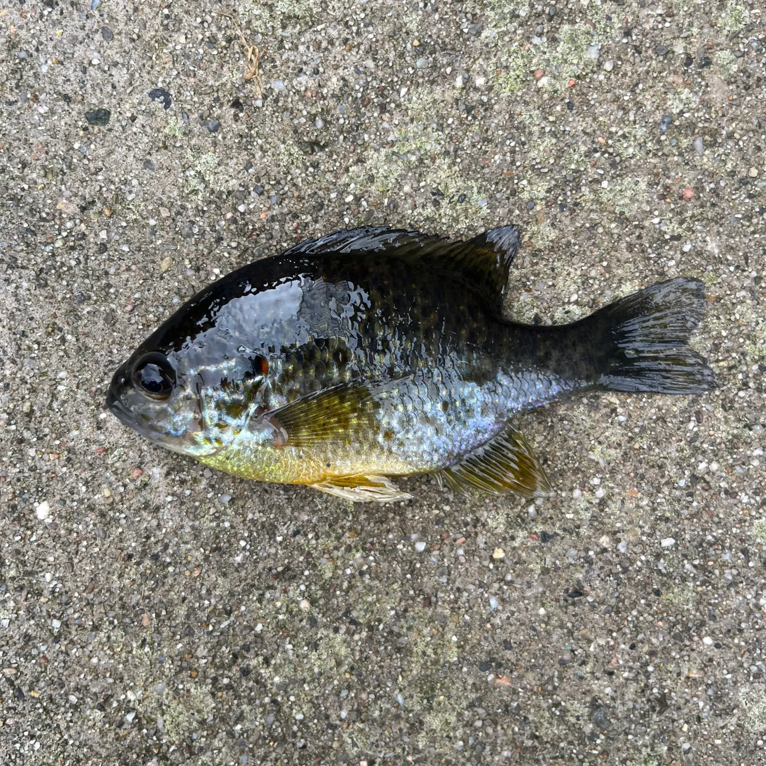Pumpkinseed caught on Fishbrain