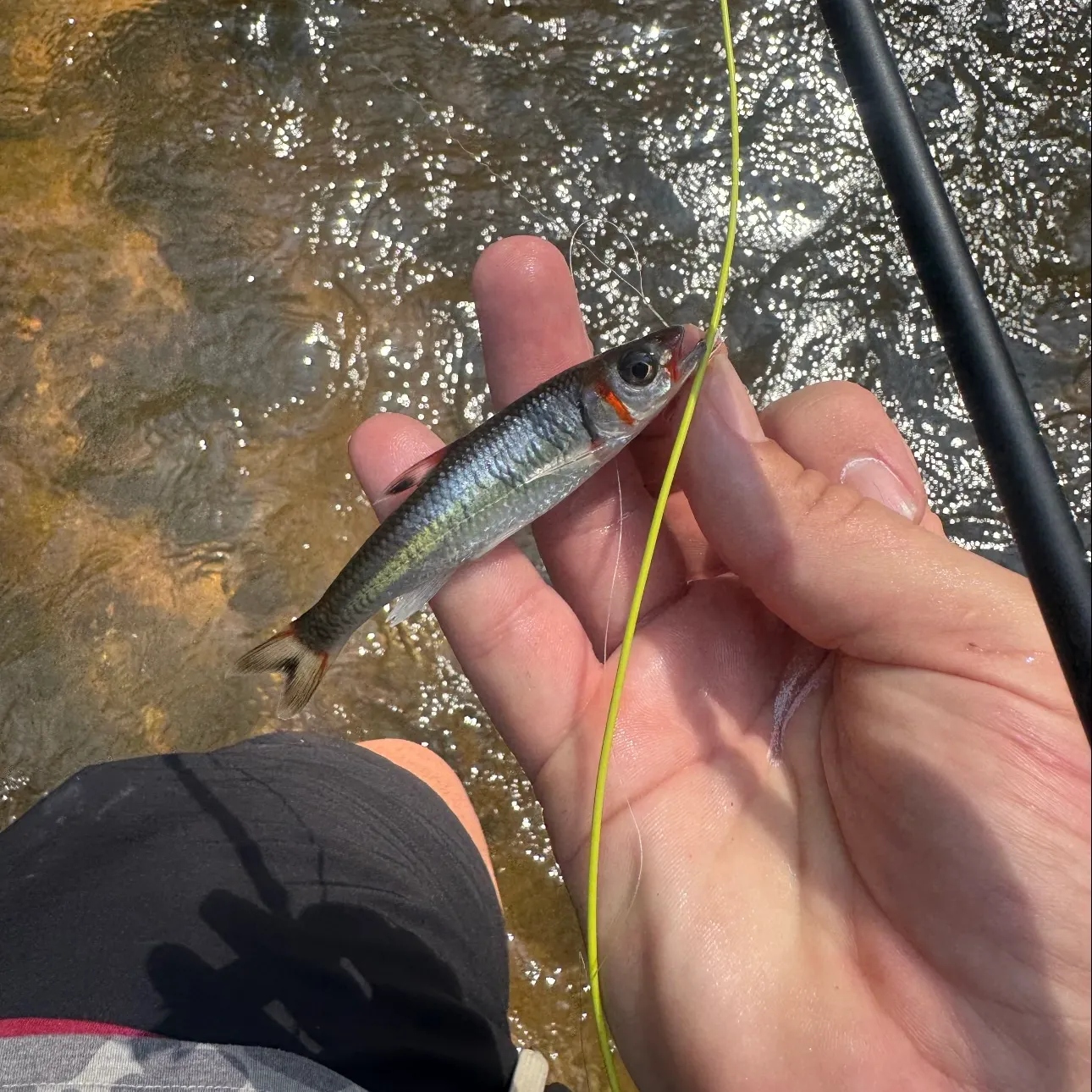 The most recent Warpaint shiner catches on Fishbrain
