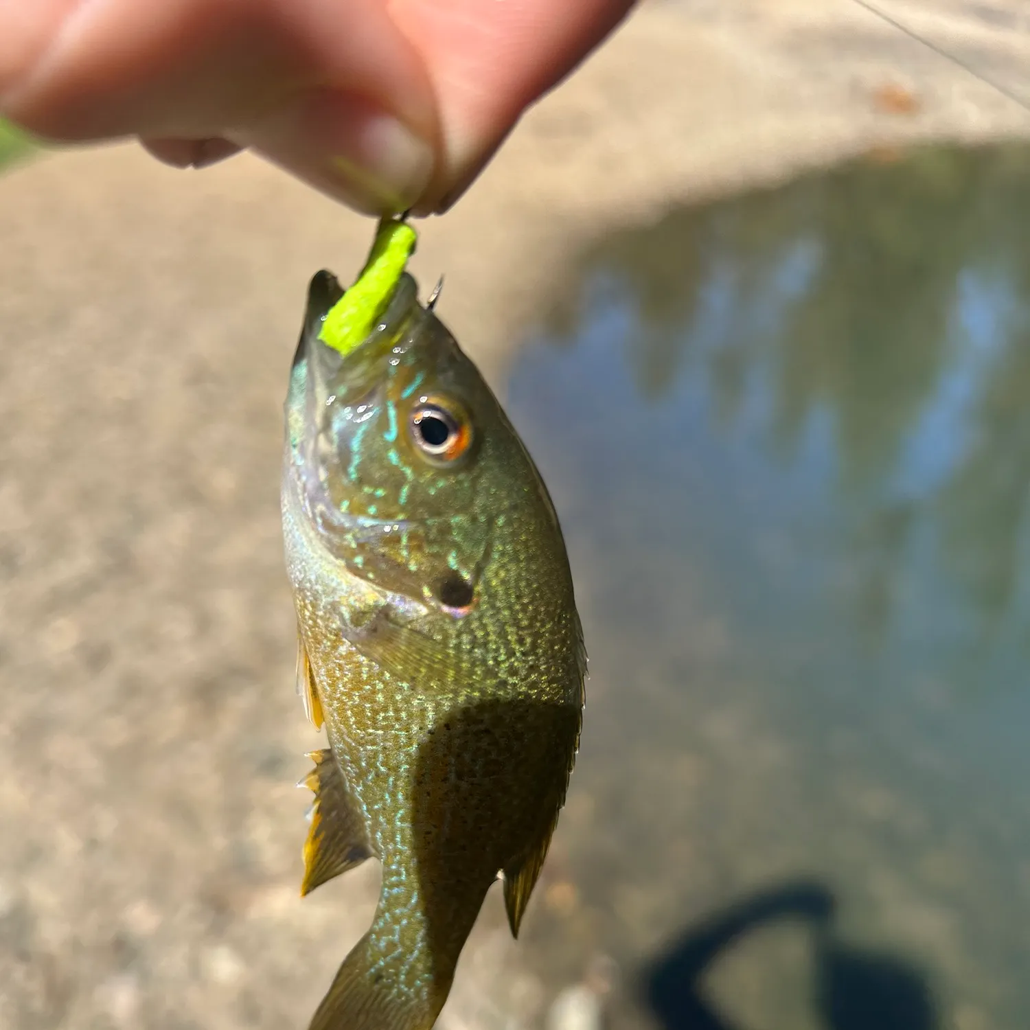Green sunfish caught on Fishbrain