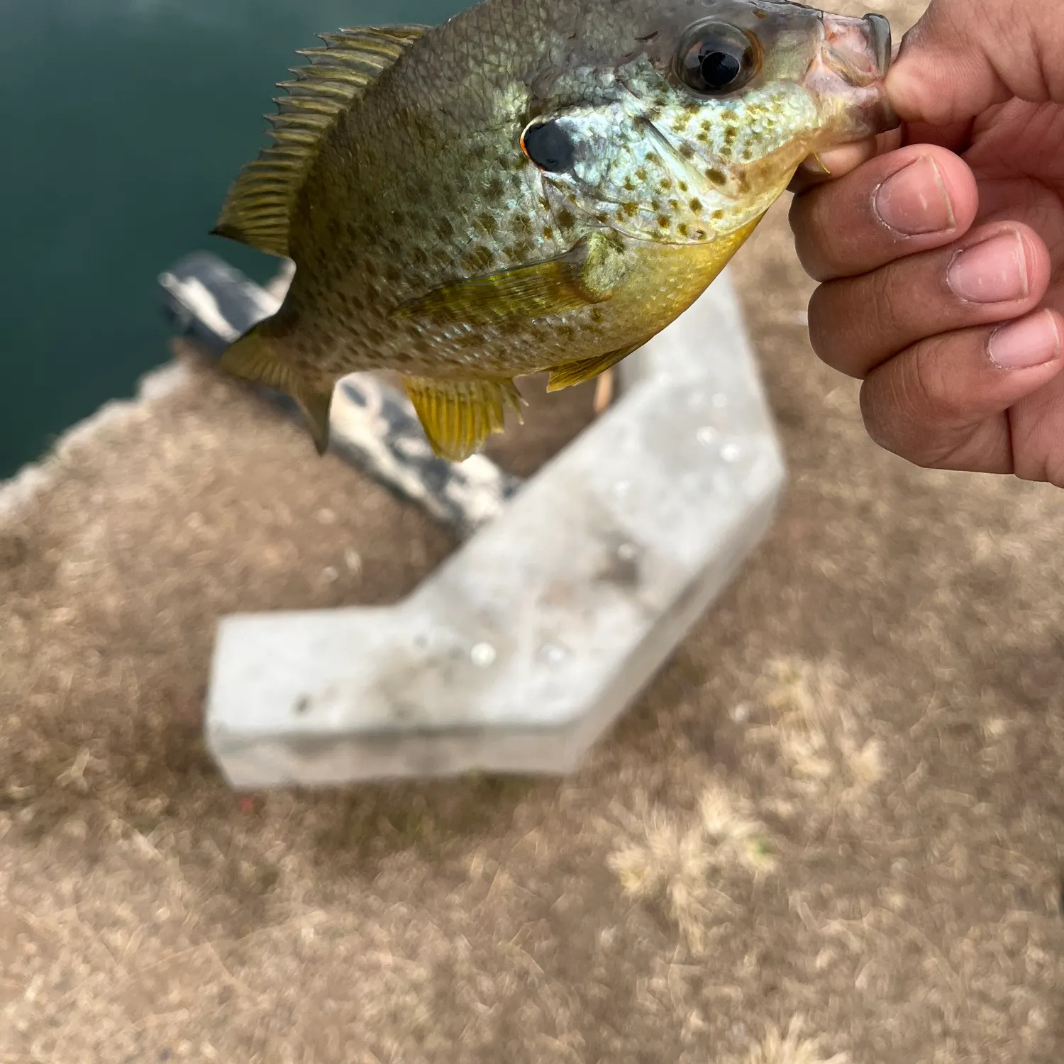 The most recent Redear sunfish catches on Fishbrain