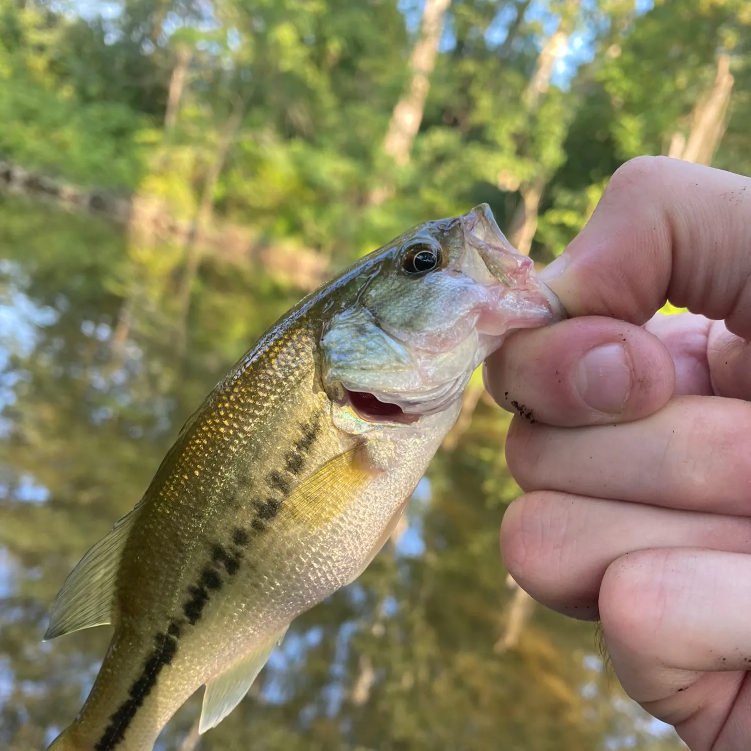 angler catch
