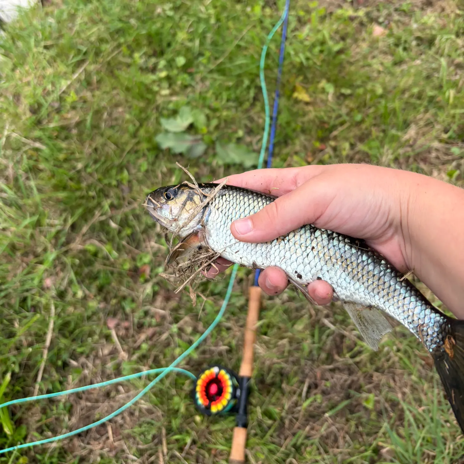 Fallfish caught on Fishbrain