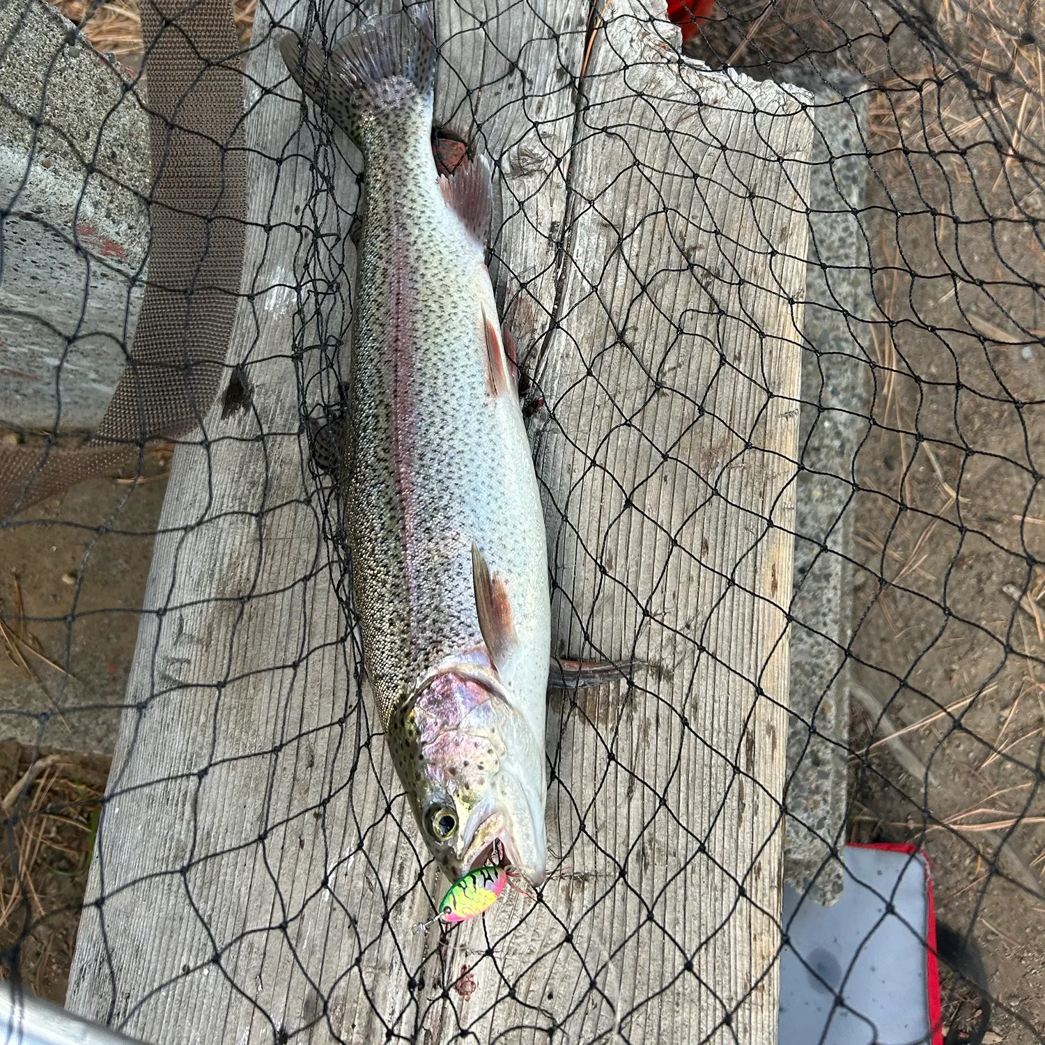 Rainbow trout caught on Fishbrain