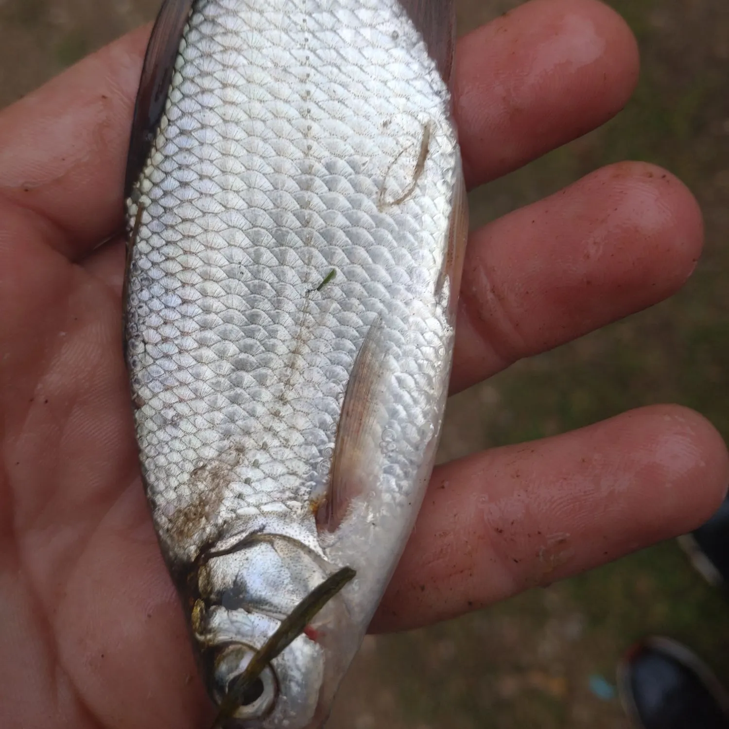 Common bream caught on Fishbrain