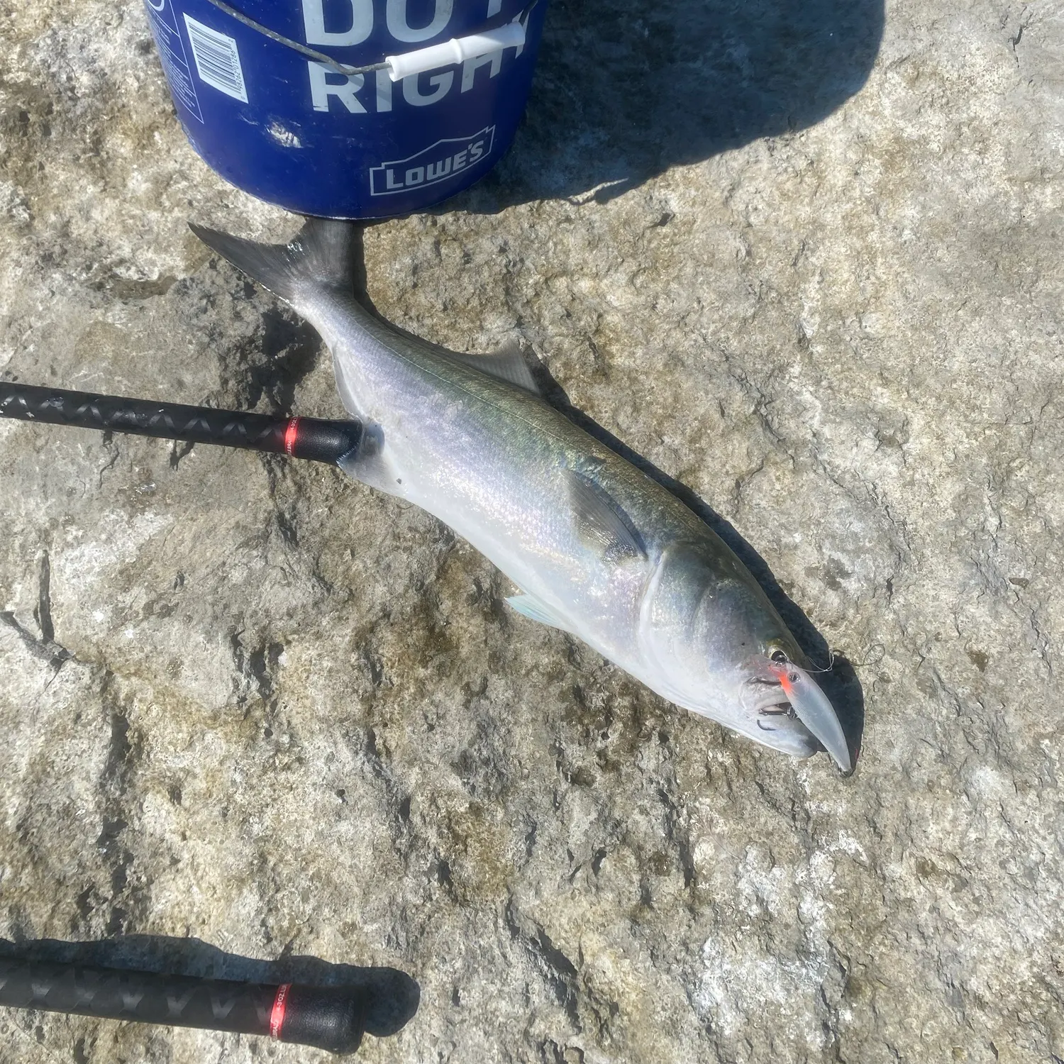 Bluefish caught on Fishbrain
