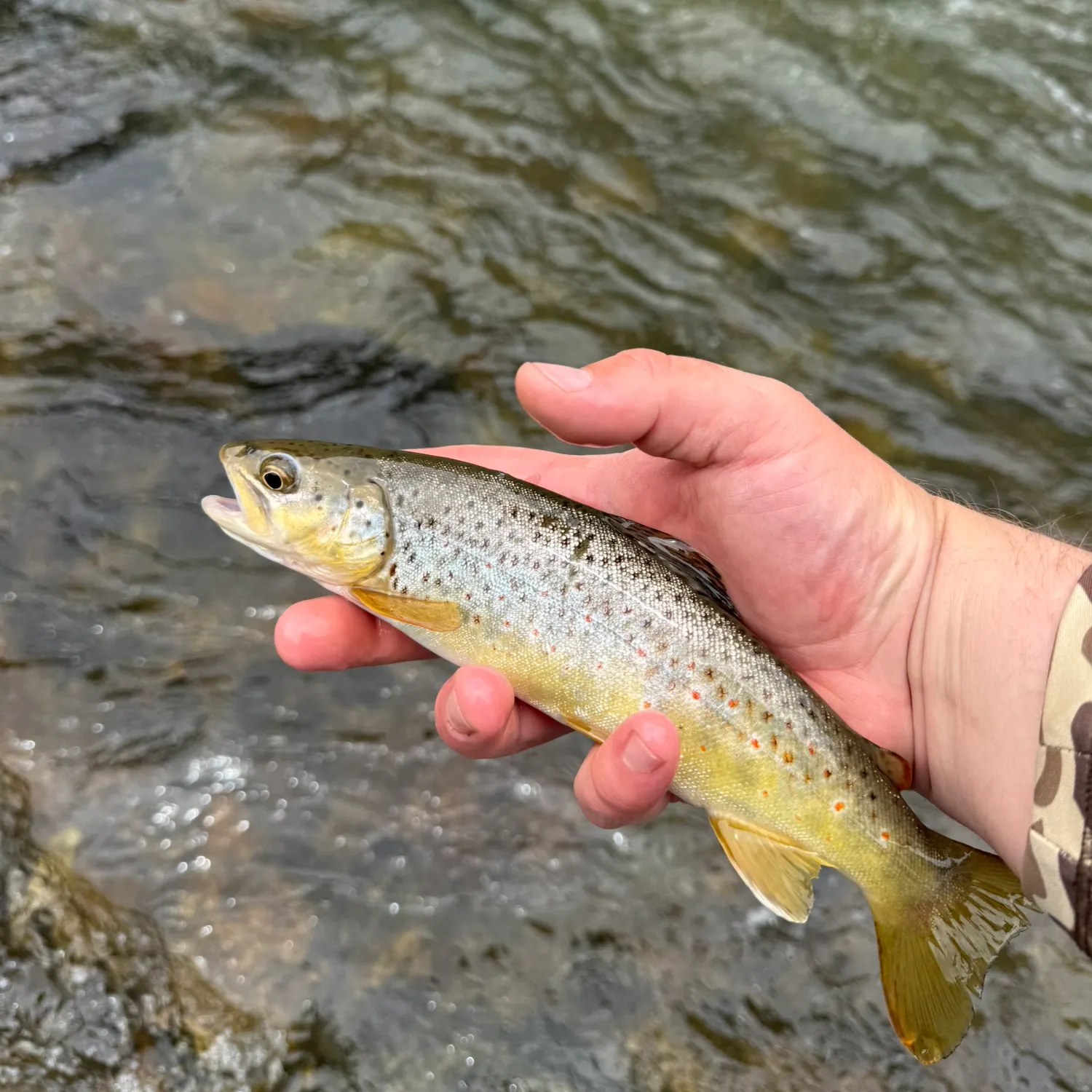 recently logged catches