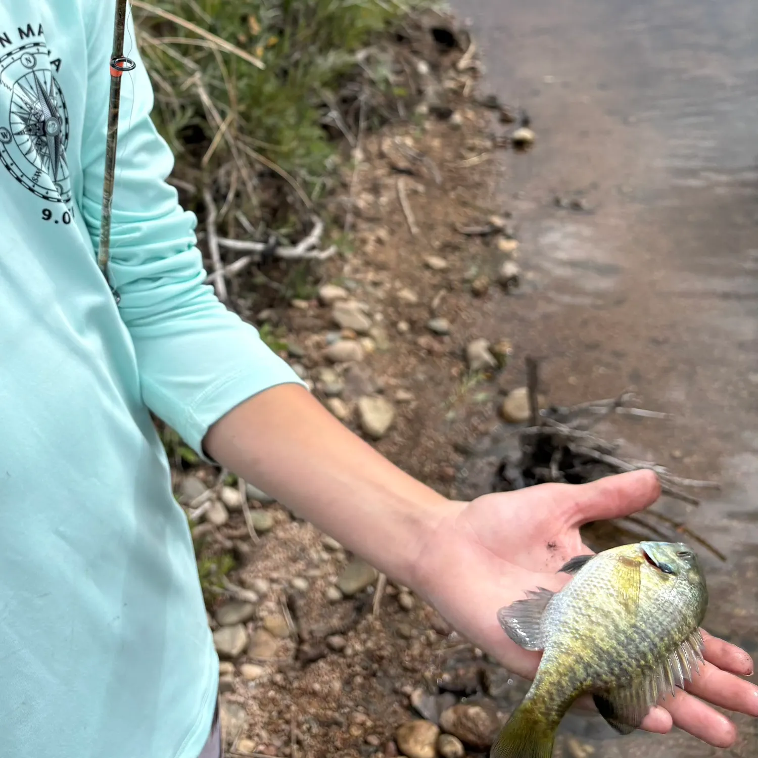 Bluegill caught on Fishbrain