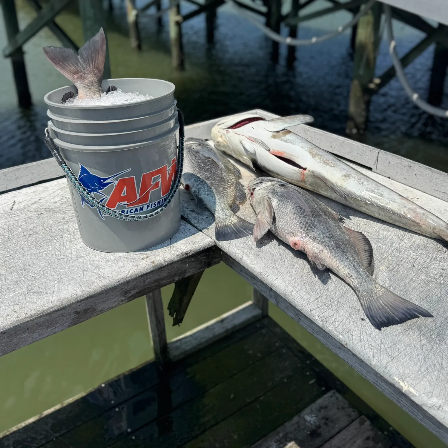 Cobia caught on Fishbrain