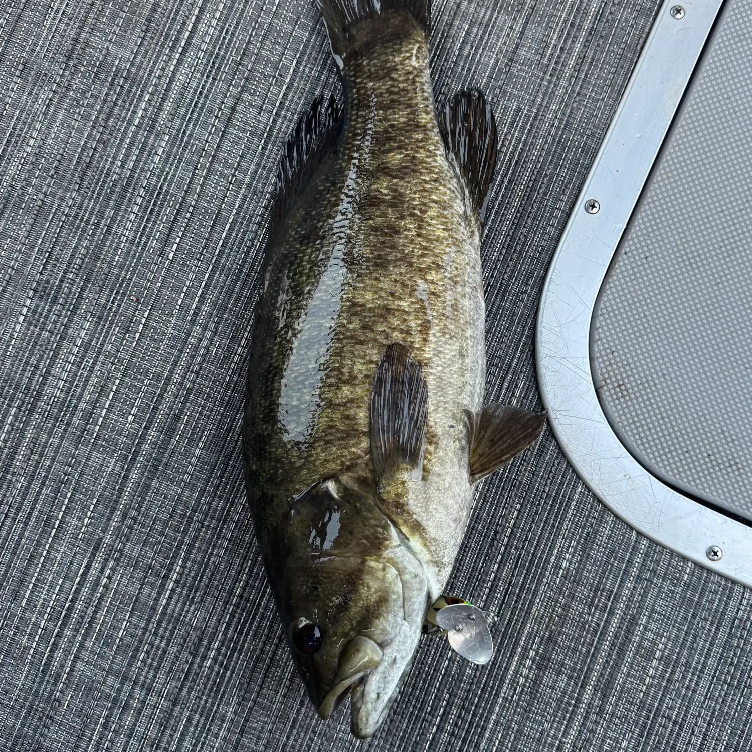 Smallmouth bass caught on Fishbrain