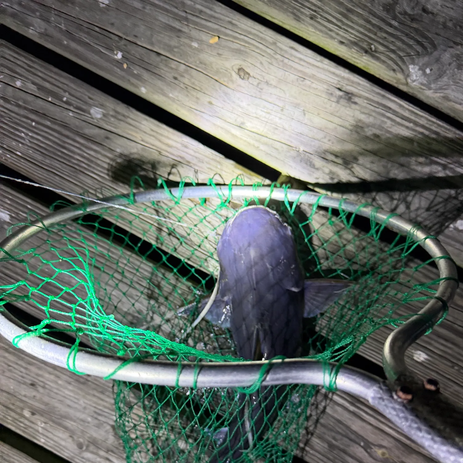 Gafftopsail sea catfish caught on Fishbrain
